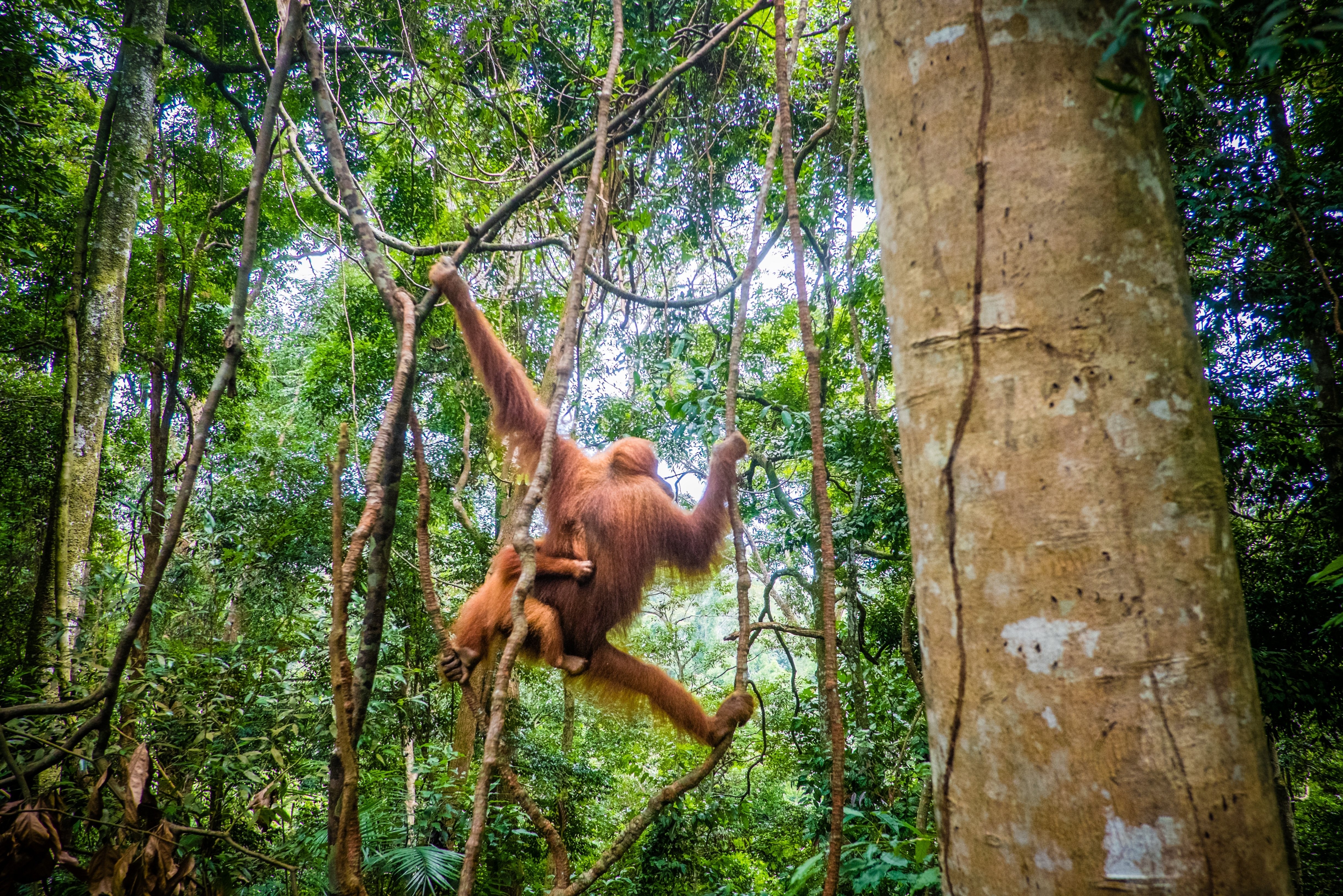 Orang-oetan reservaat Sepilok op Sabah