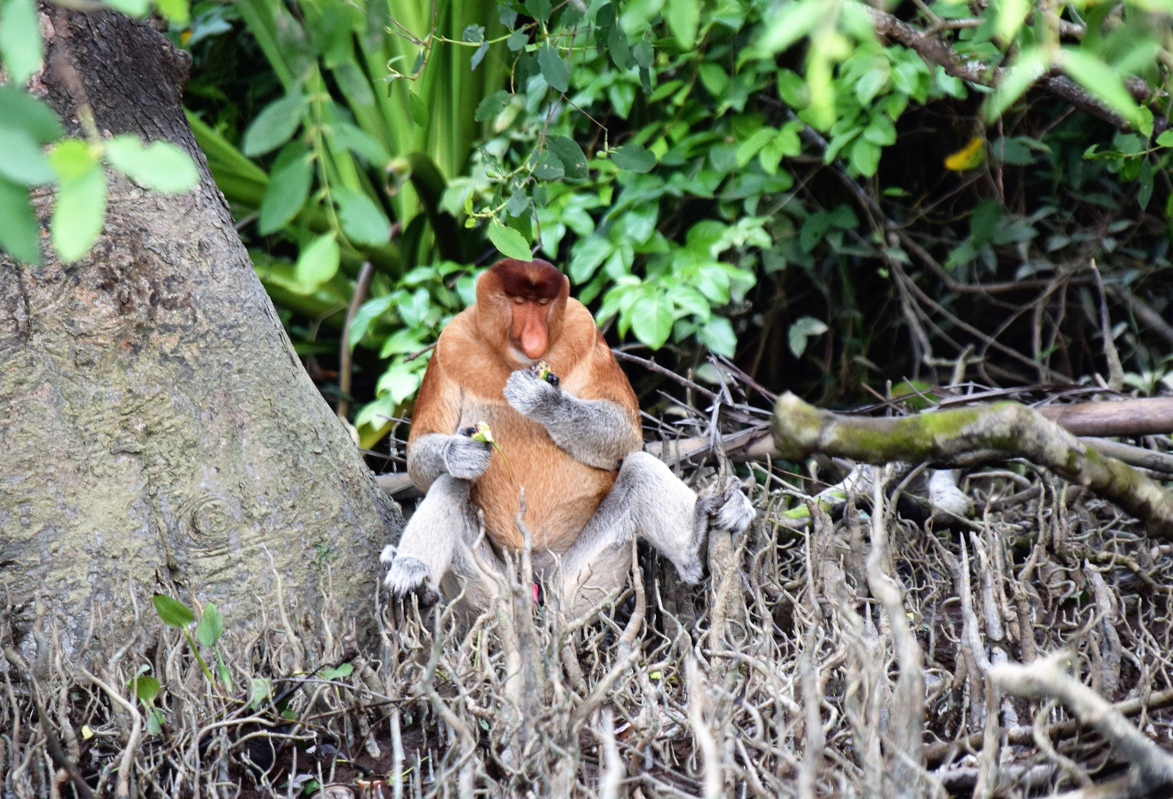 Neusaap in de Mangroven