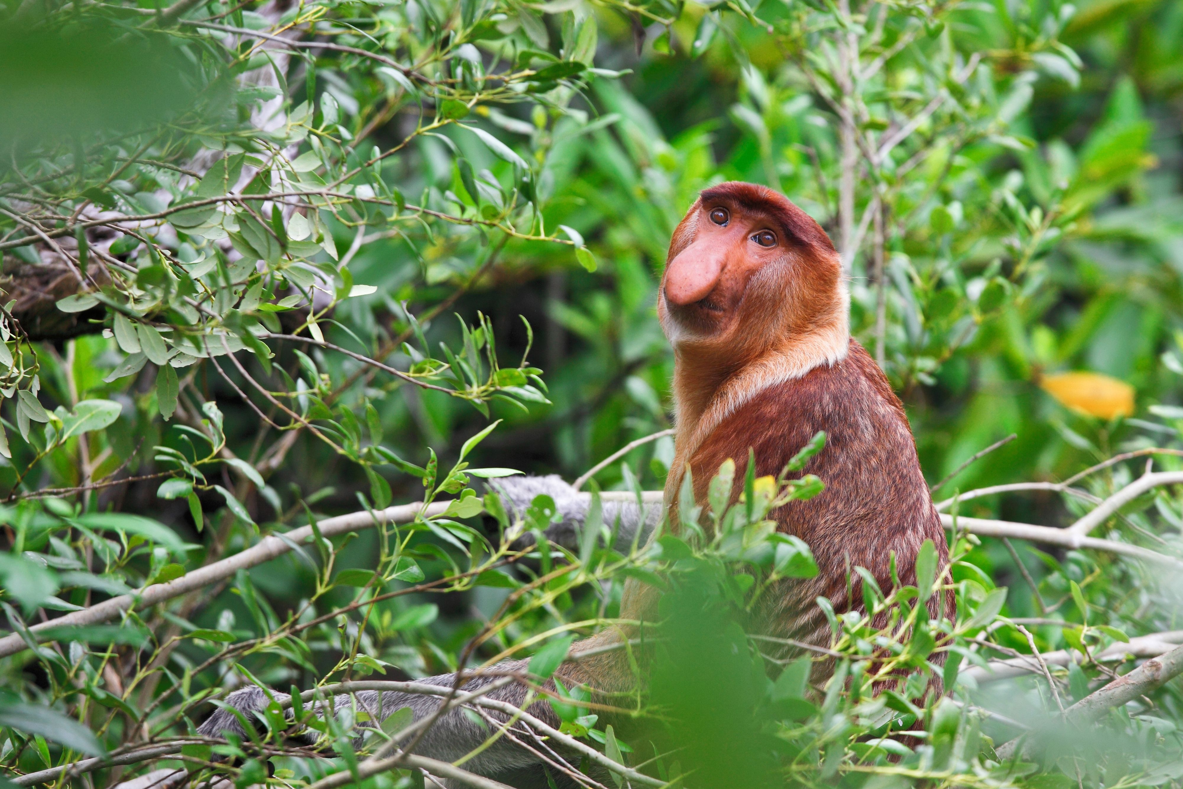 Neusaap langs de Kinabatangan rivier op Borneo