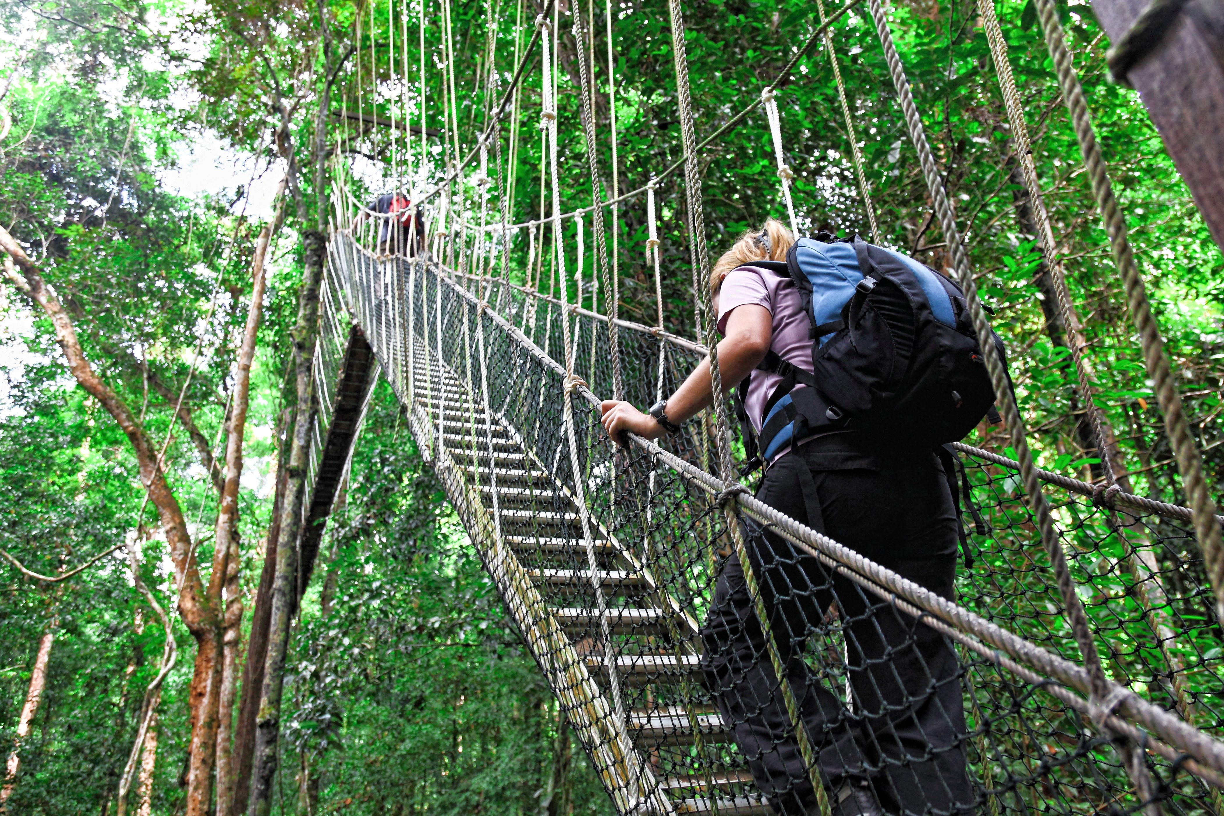 Canopy walkway in Taman Negara National park
