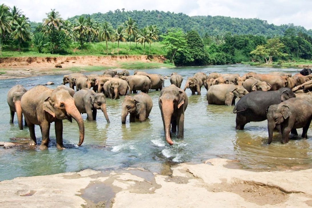 Olifanten in de rivier