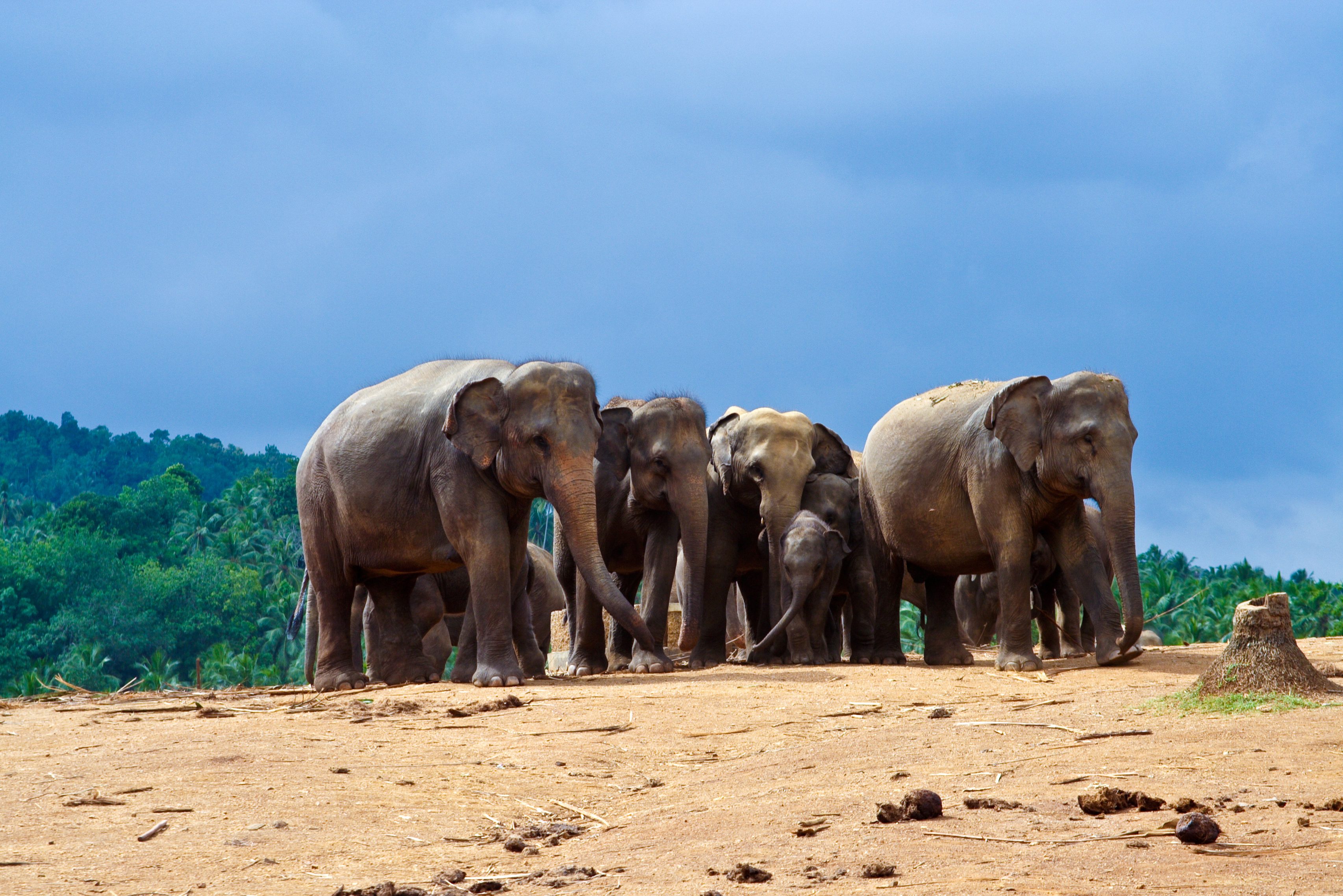 Olifanten in Minneriya National Park Sri Lanka