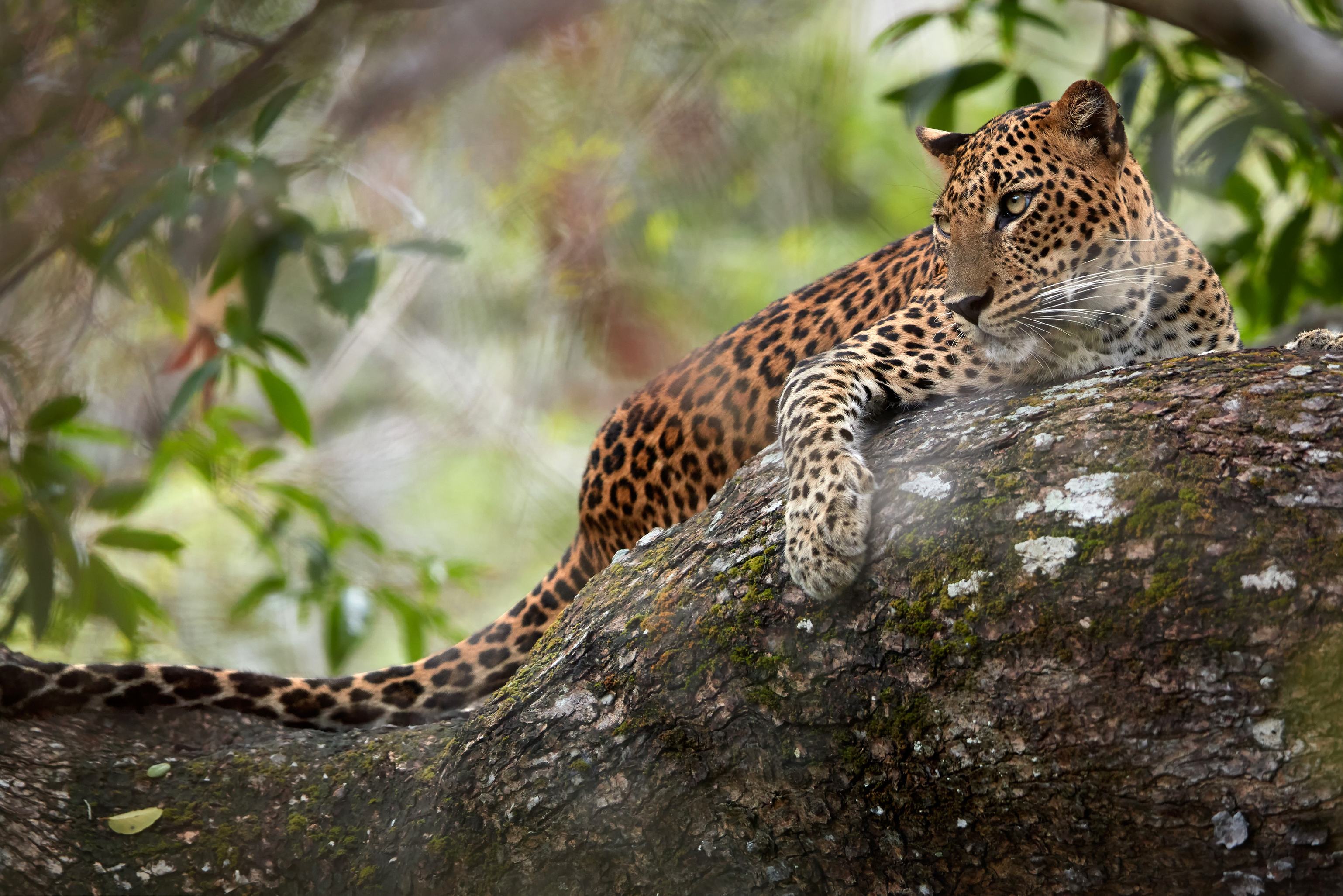 Luipaard in Wilpattu National Park in Sri Lanka