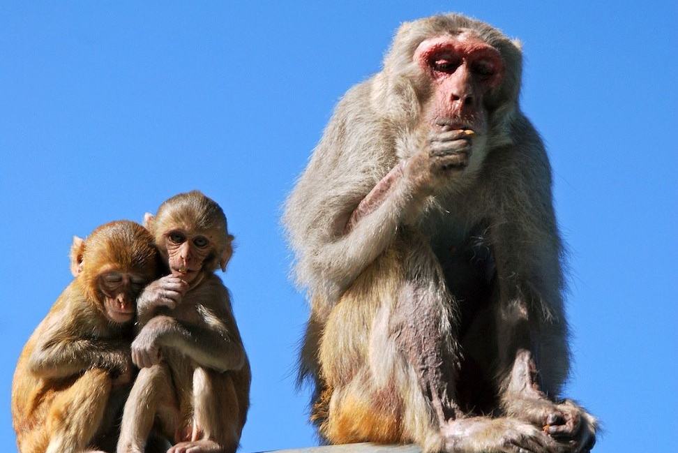 Aapjes bij Mount Popa Bagan Myanmar