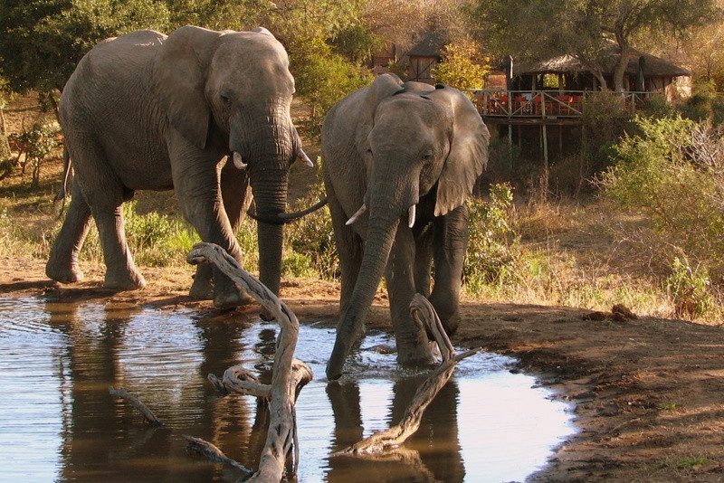 olifanten van umlani bush camp zuid afrika