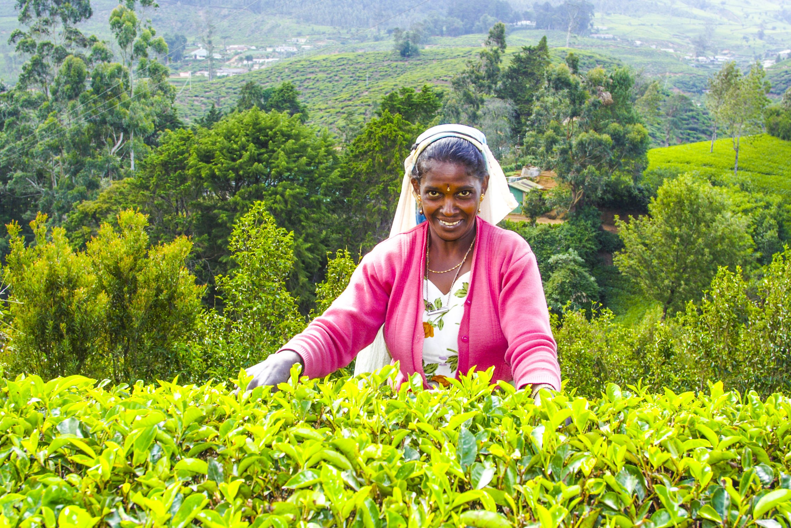 Theeplukster in Nuwara Eliya Sri Lanka