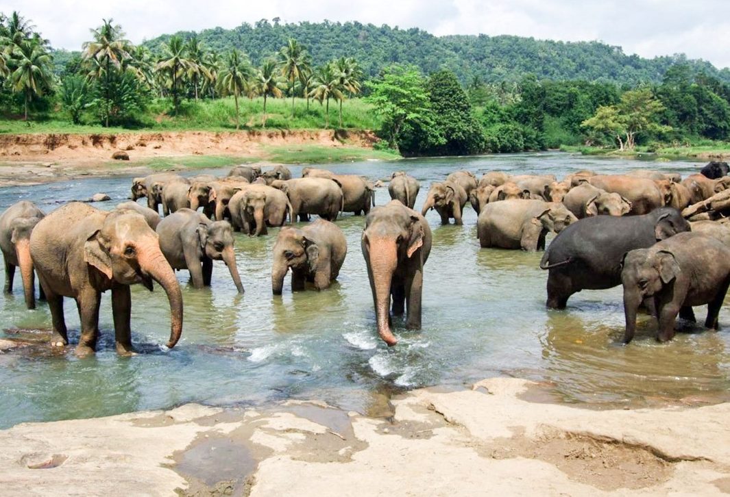 Olifanten in Yala Sri Lanka