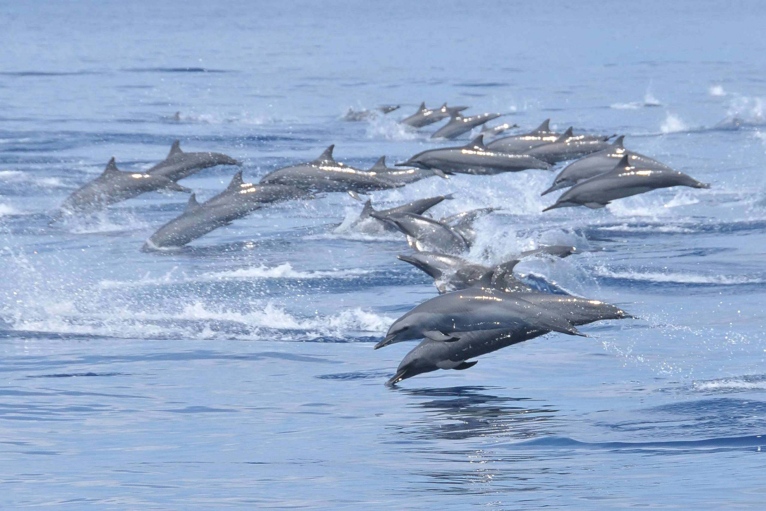 Dolfijnen cruise in Sri Lanka