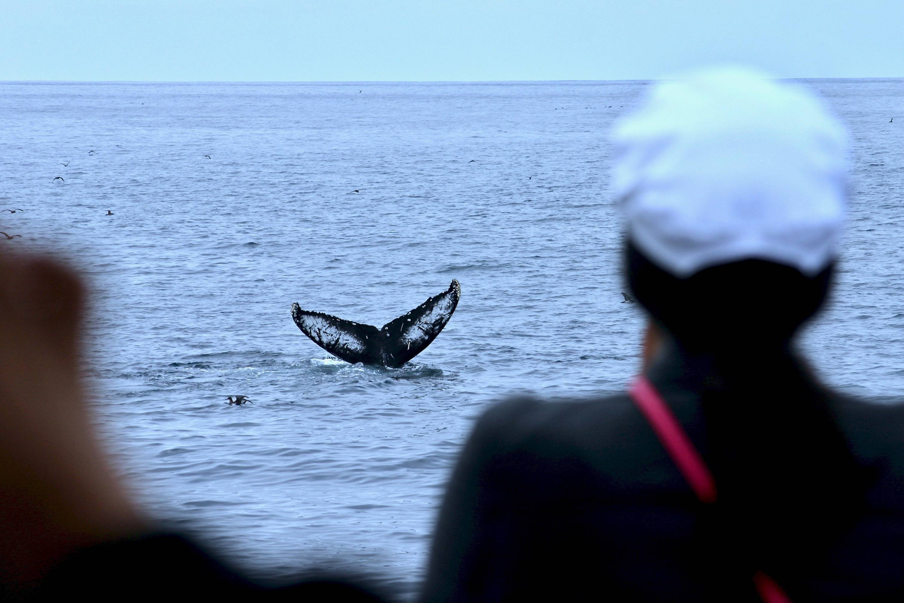 Walvis tocht vanuit Mirissa in Sri Lanka