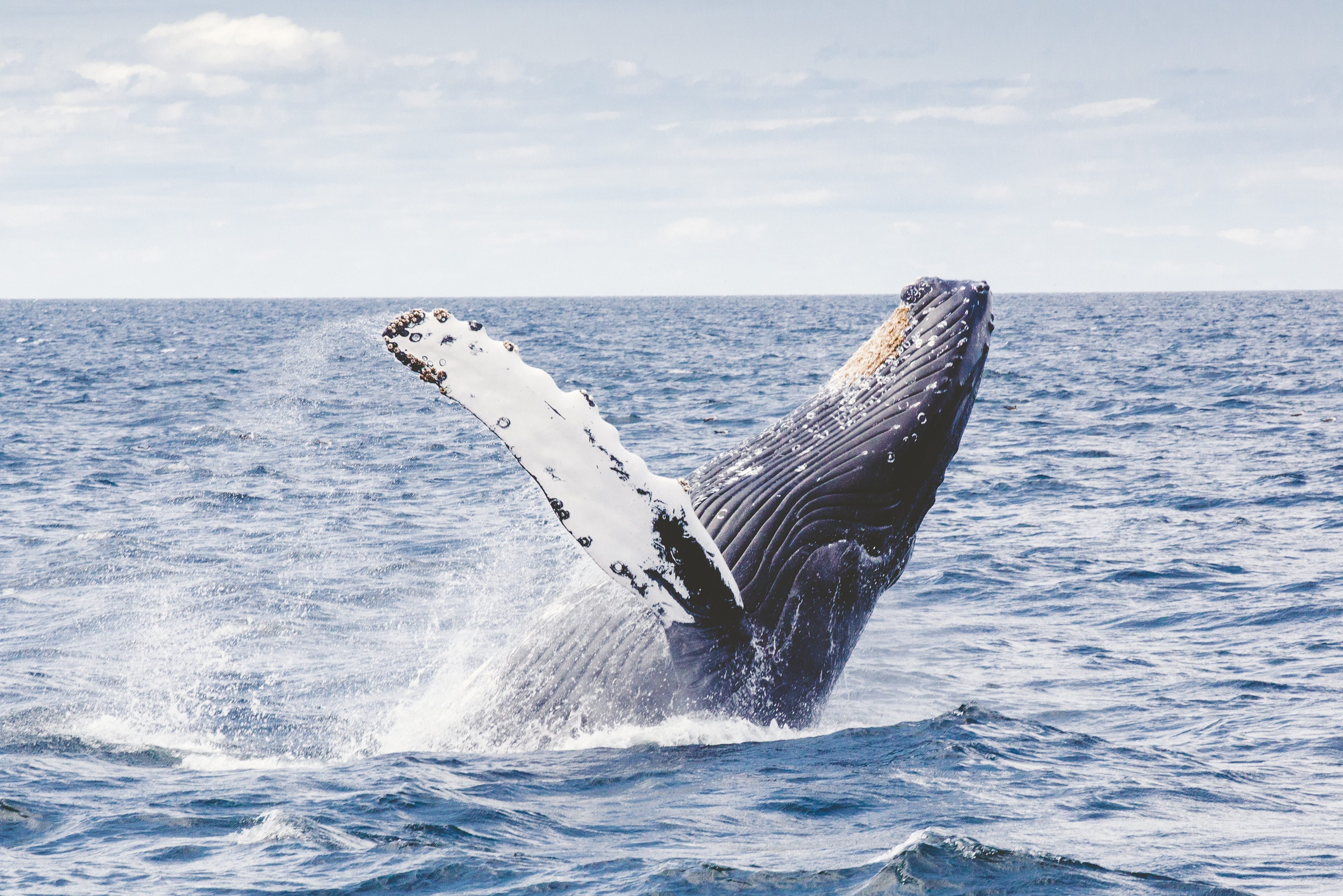 Walvis cruise in Mirissa in Sri Lanka