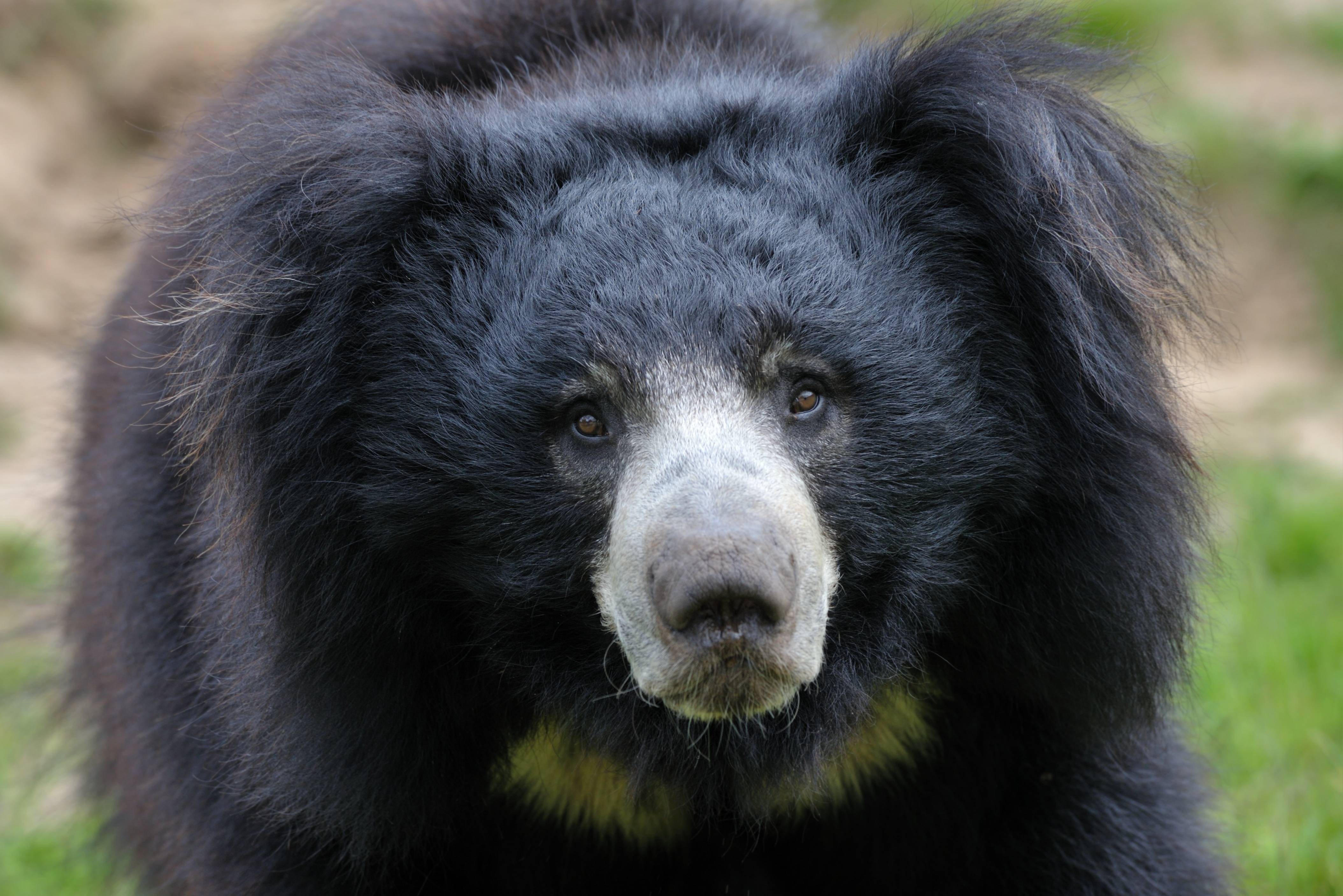 Lippenbeer in Yala Sri Lanka