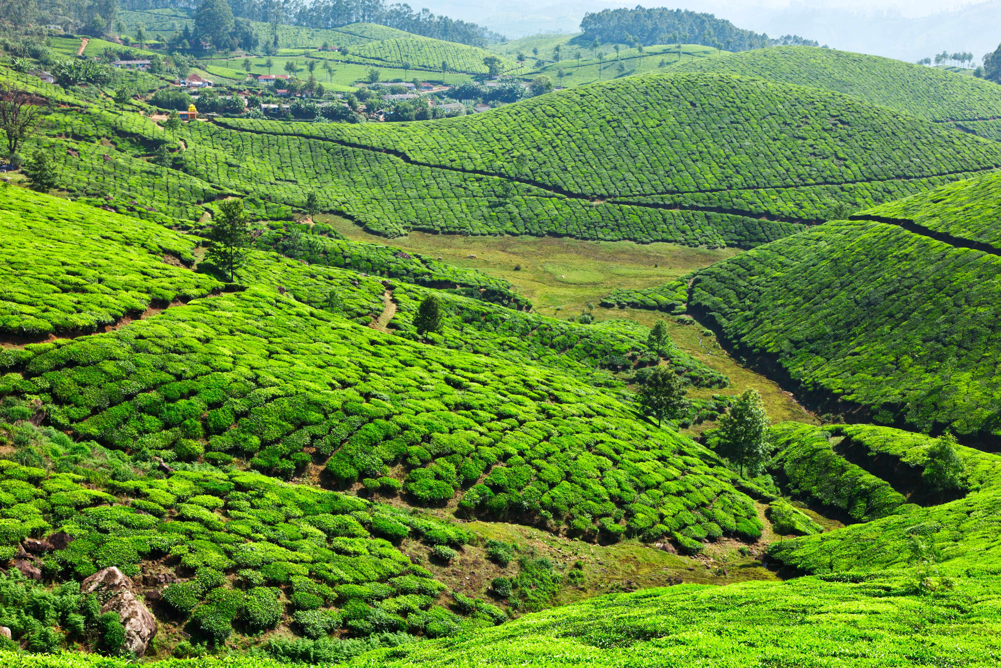 Thee plantages in Munnar in India
