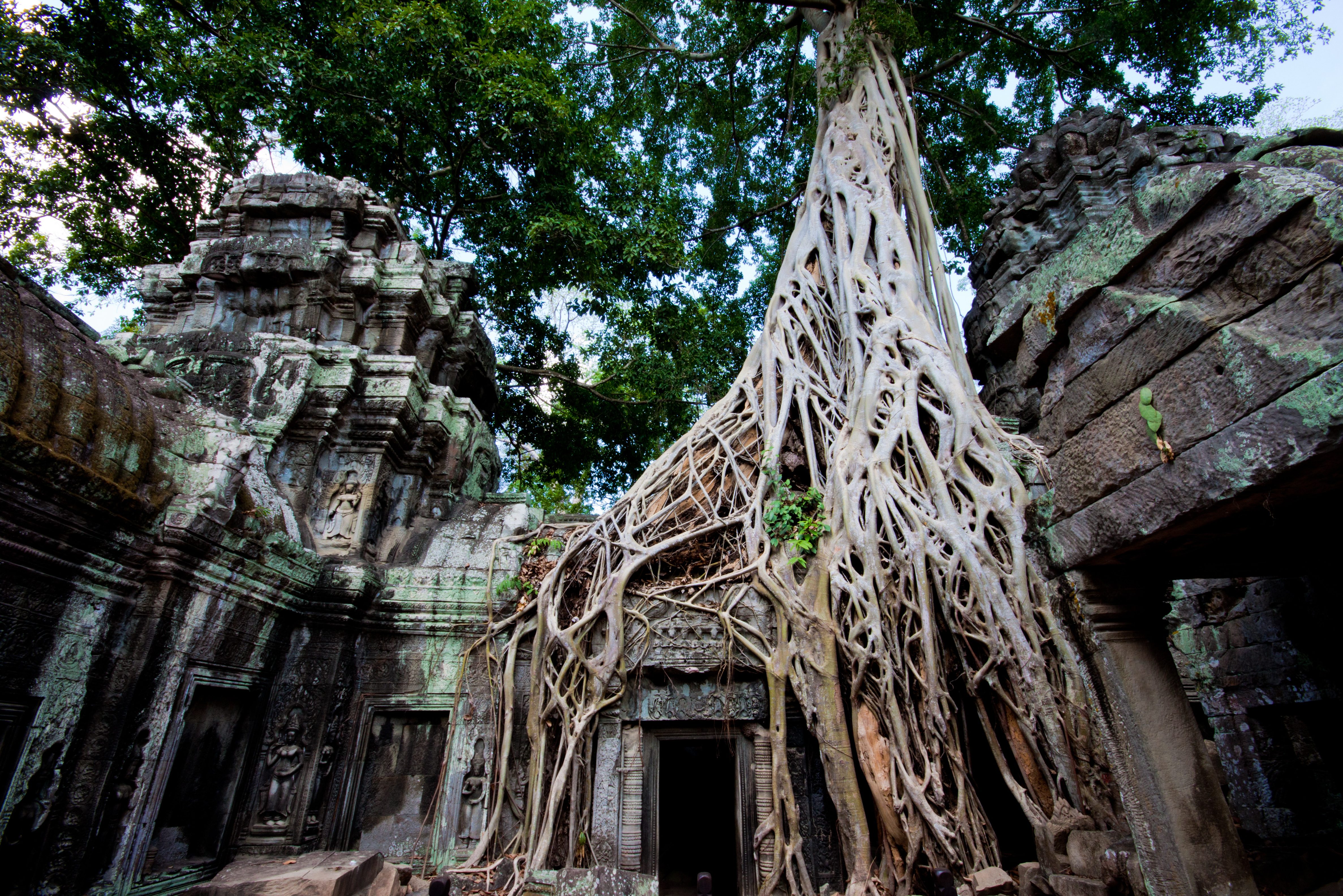 Ta Prohm in het Angkor tempelcomplex in Cambodja