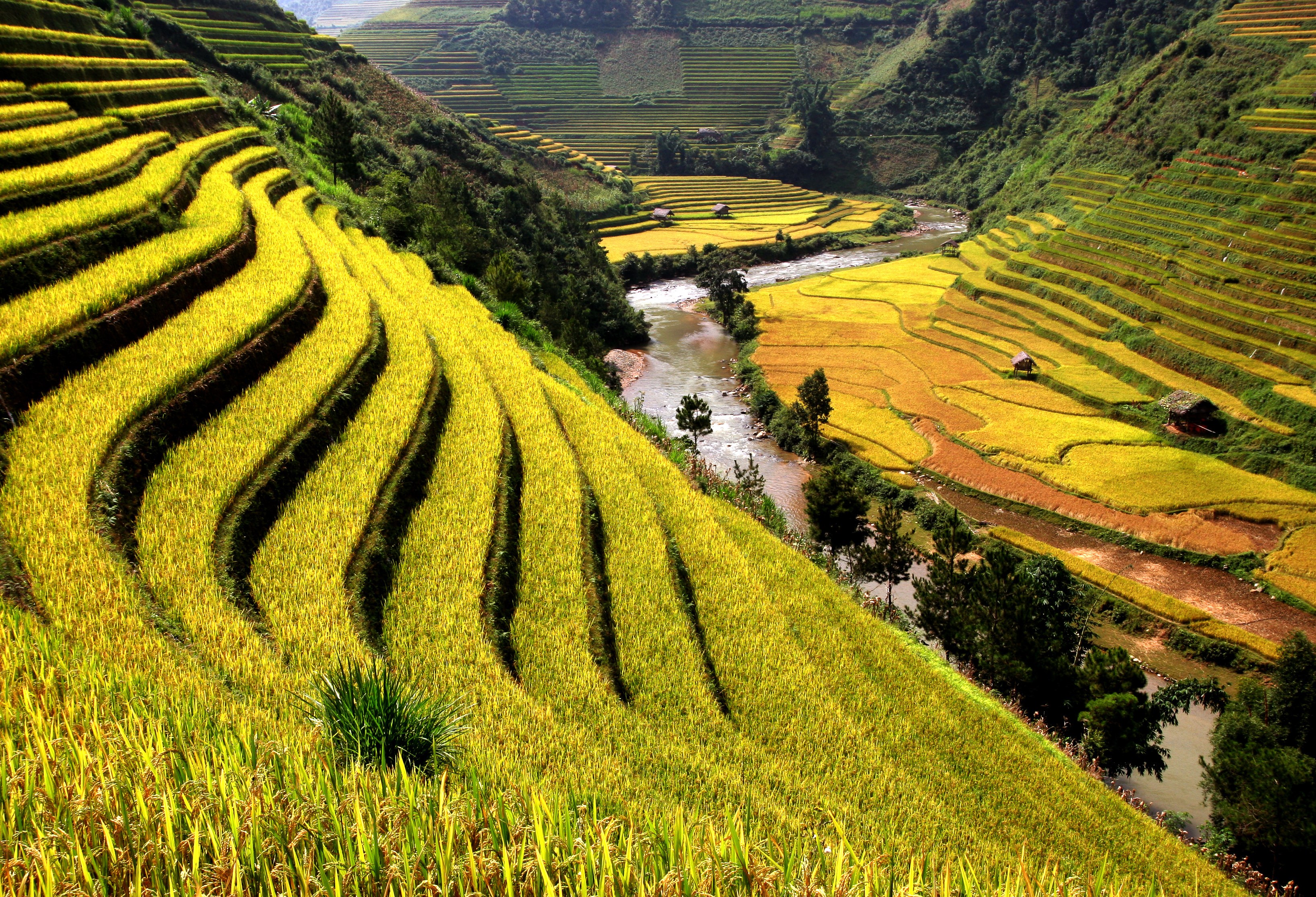 Rijstterrassen in Sapa, Vietnam