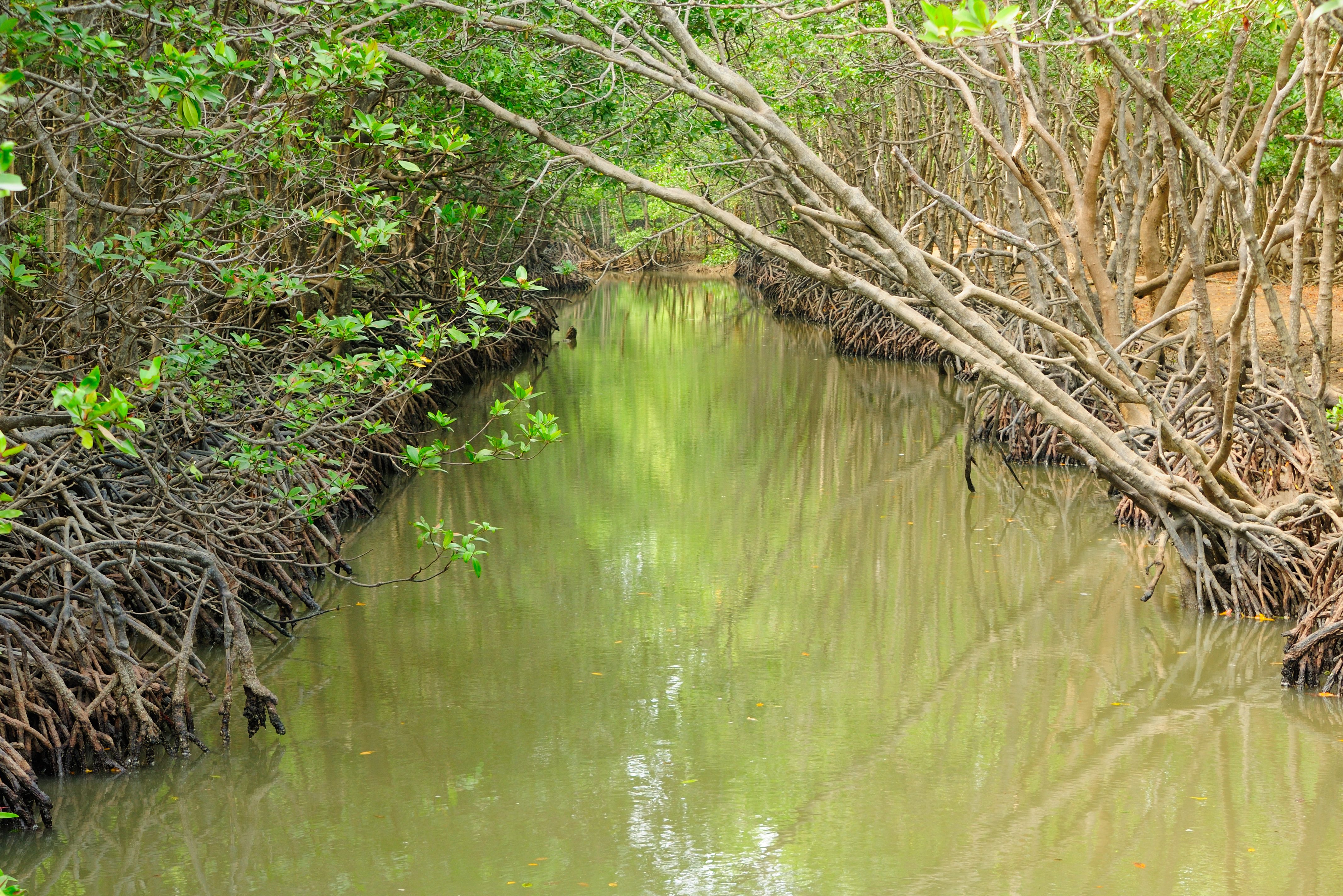 Can Gio mangrovebos in de regio van Ho Chi Minh Stad, Vietnam