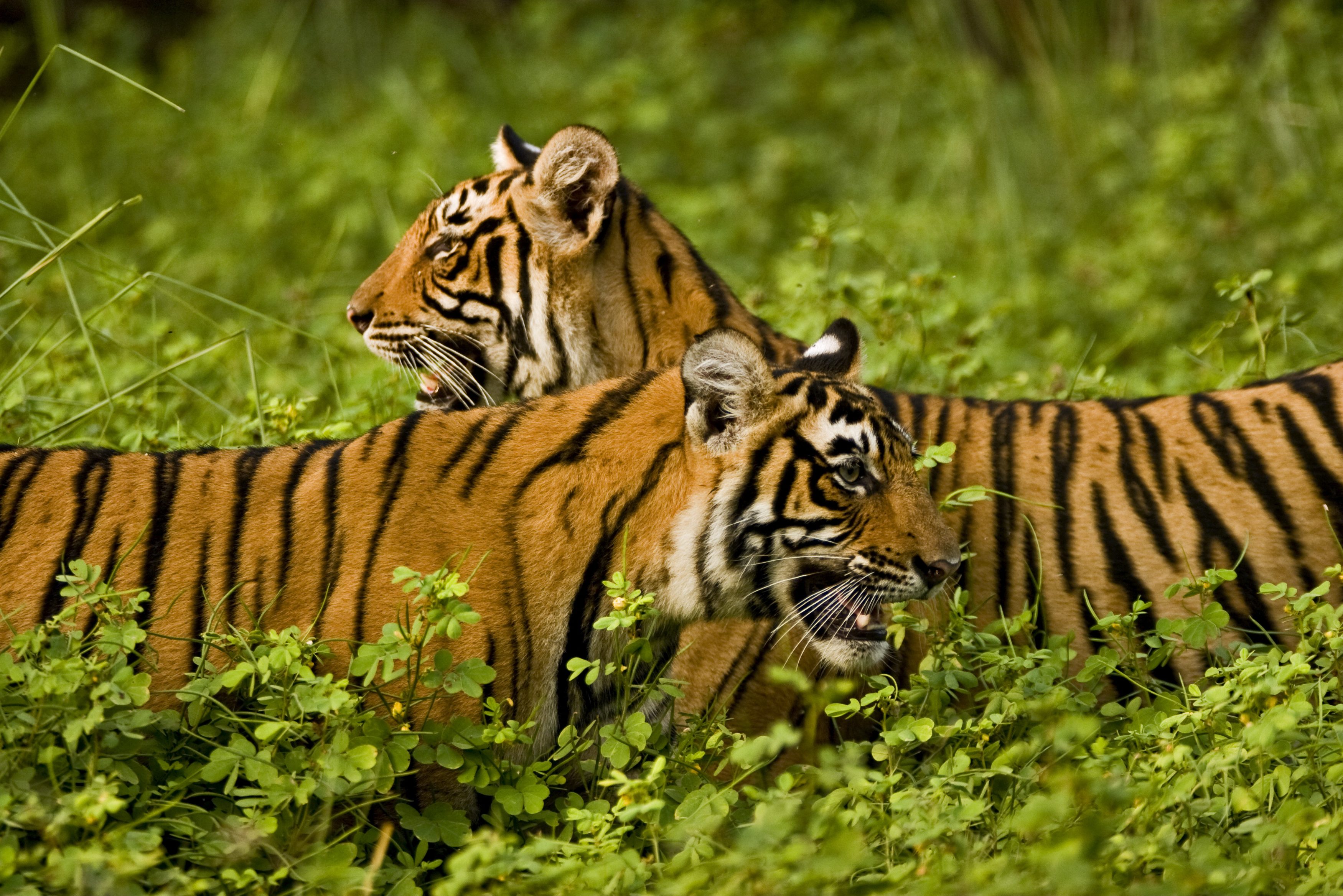 Tijgers in Ranthambore National Park in India