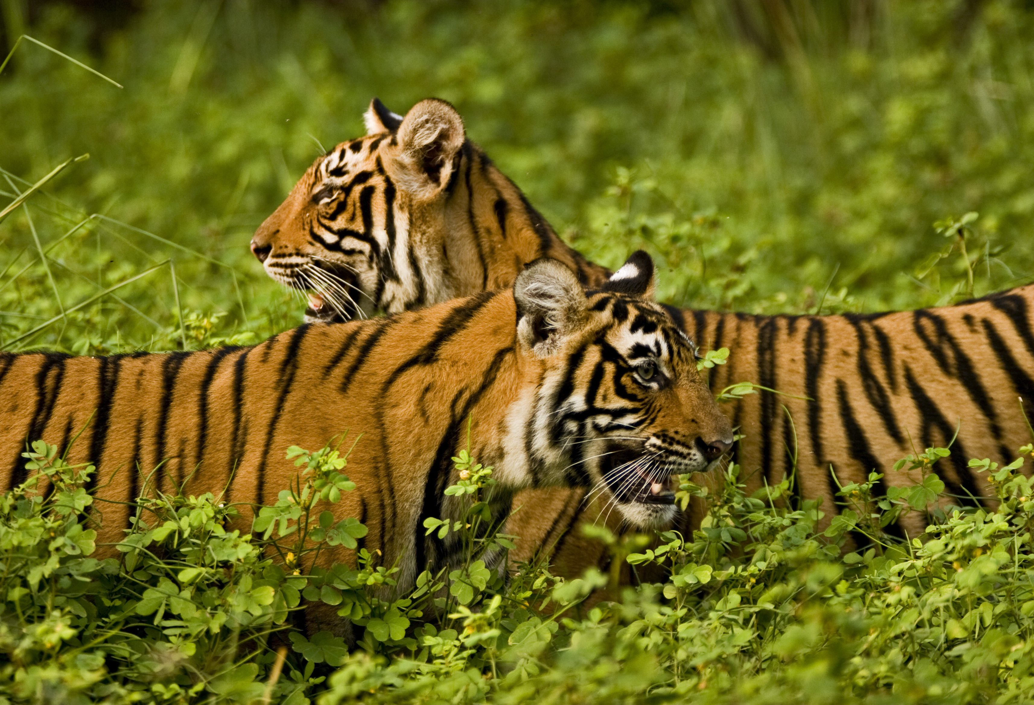 Tijgers in Ranthambore Tiger Reservaat