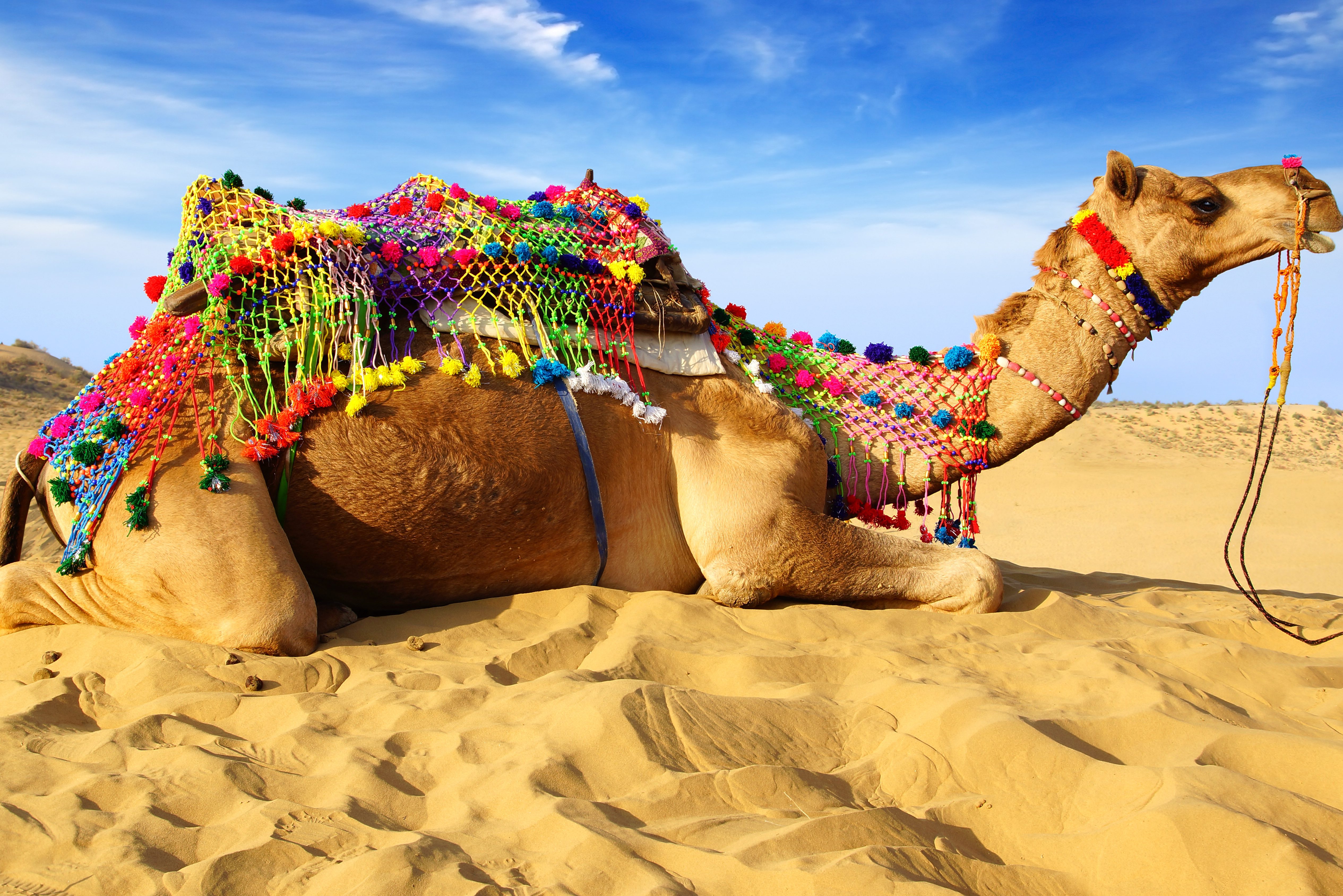 Kameel in Thar Woestijn in india