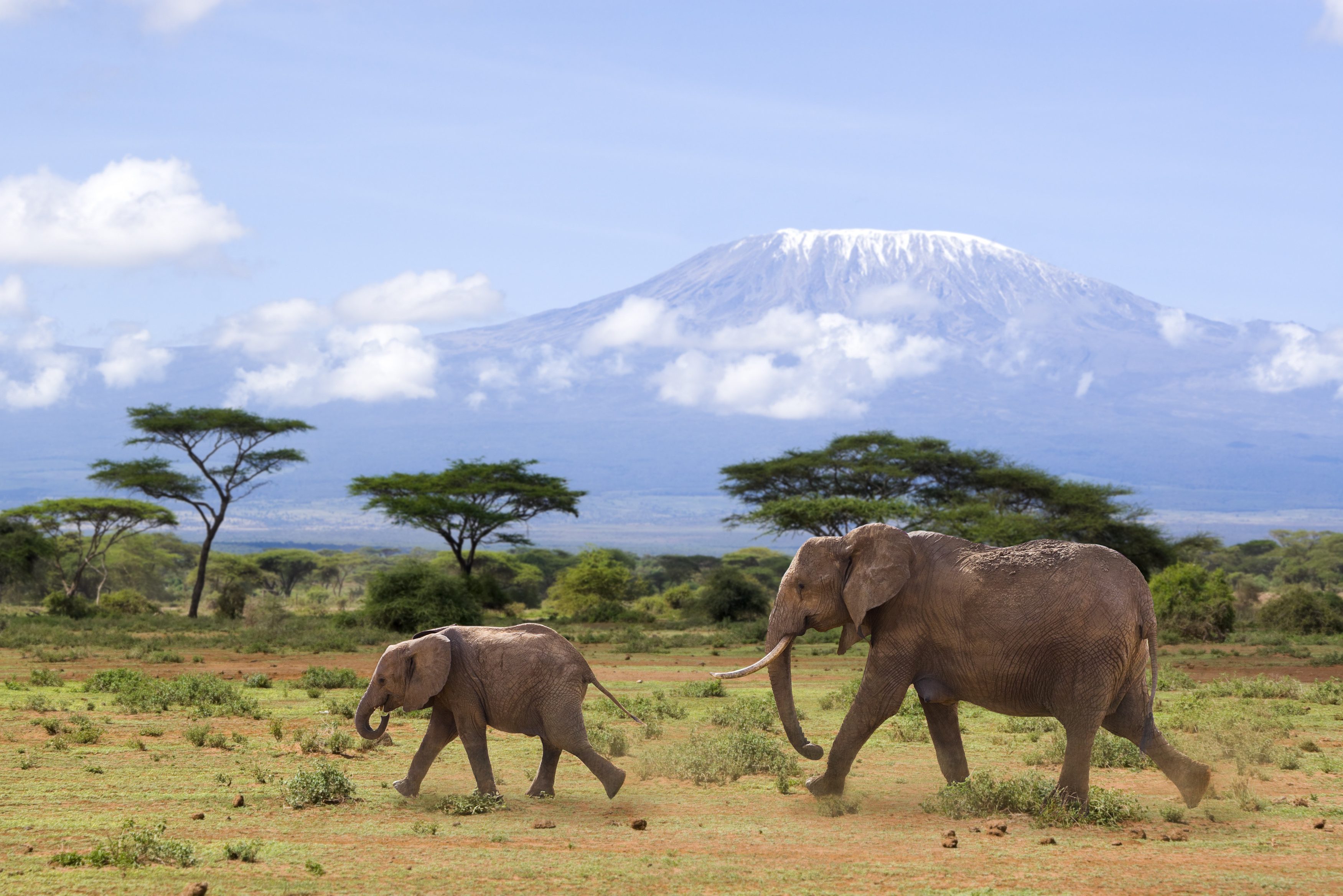 Olifanten in het Amboseli National Park, Kenia