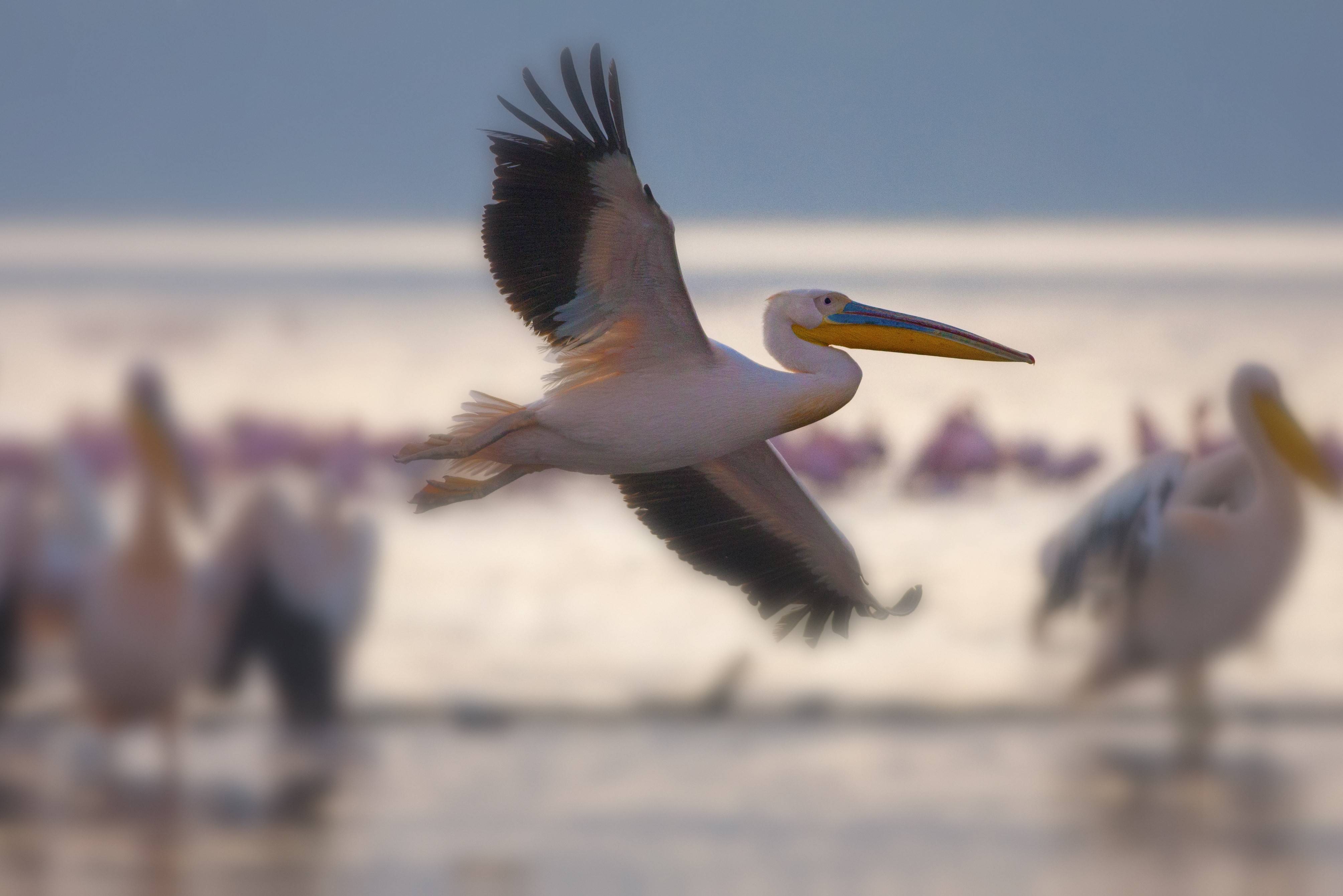 Pelikanen in het Lake Nakuru National Park, Kenia