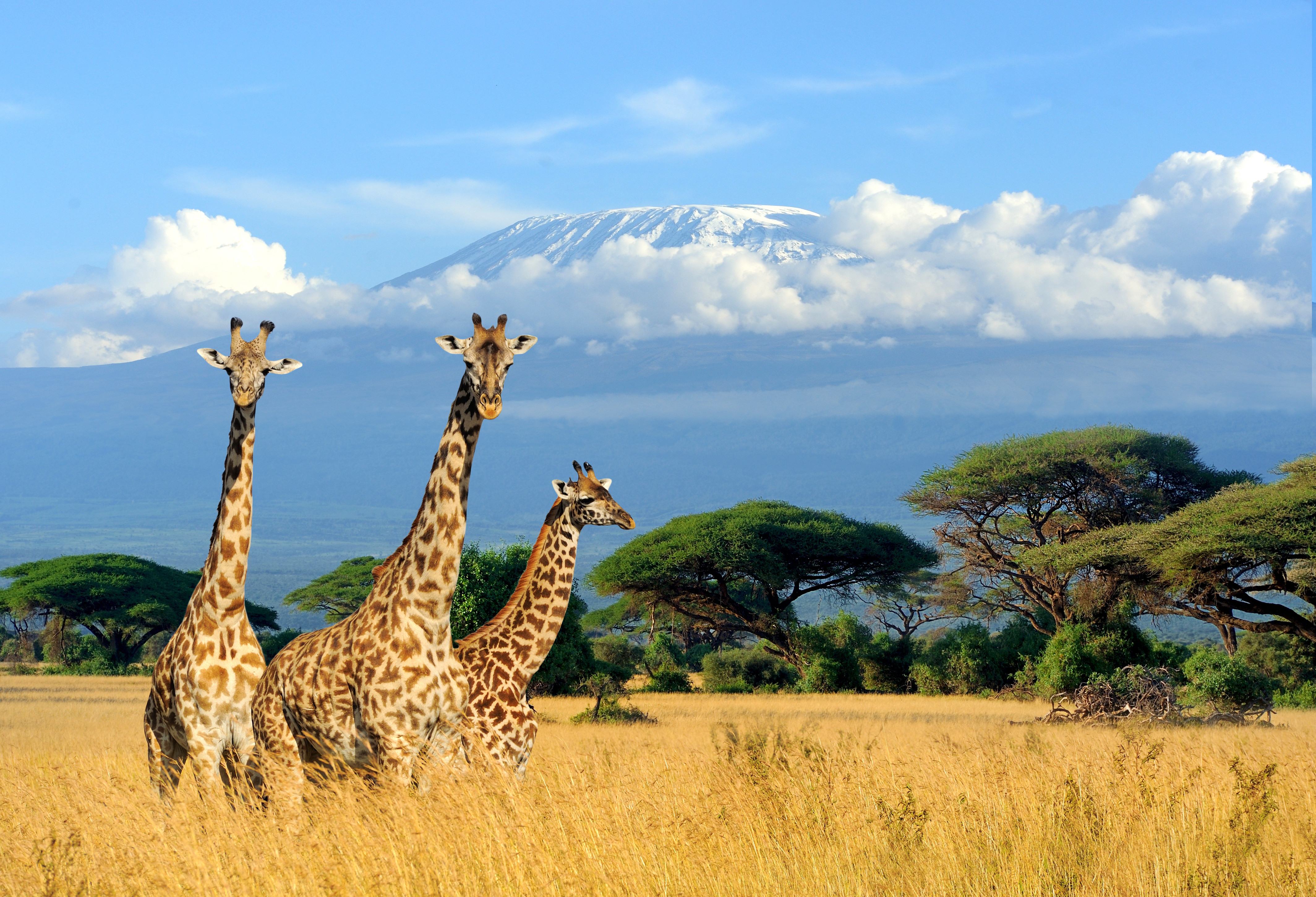 Giraffen in het Amboseli National Park in Kenia