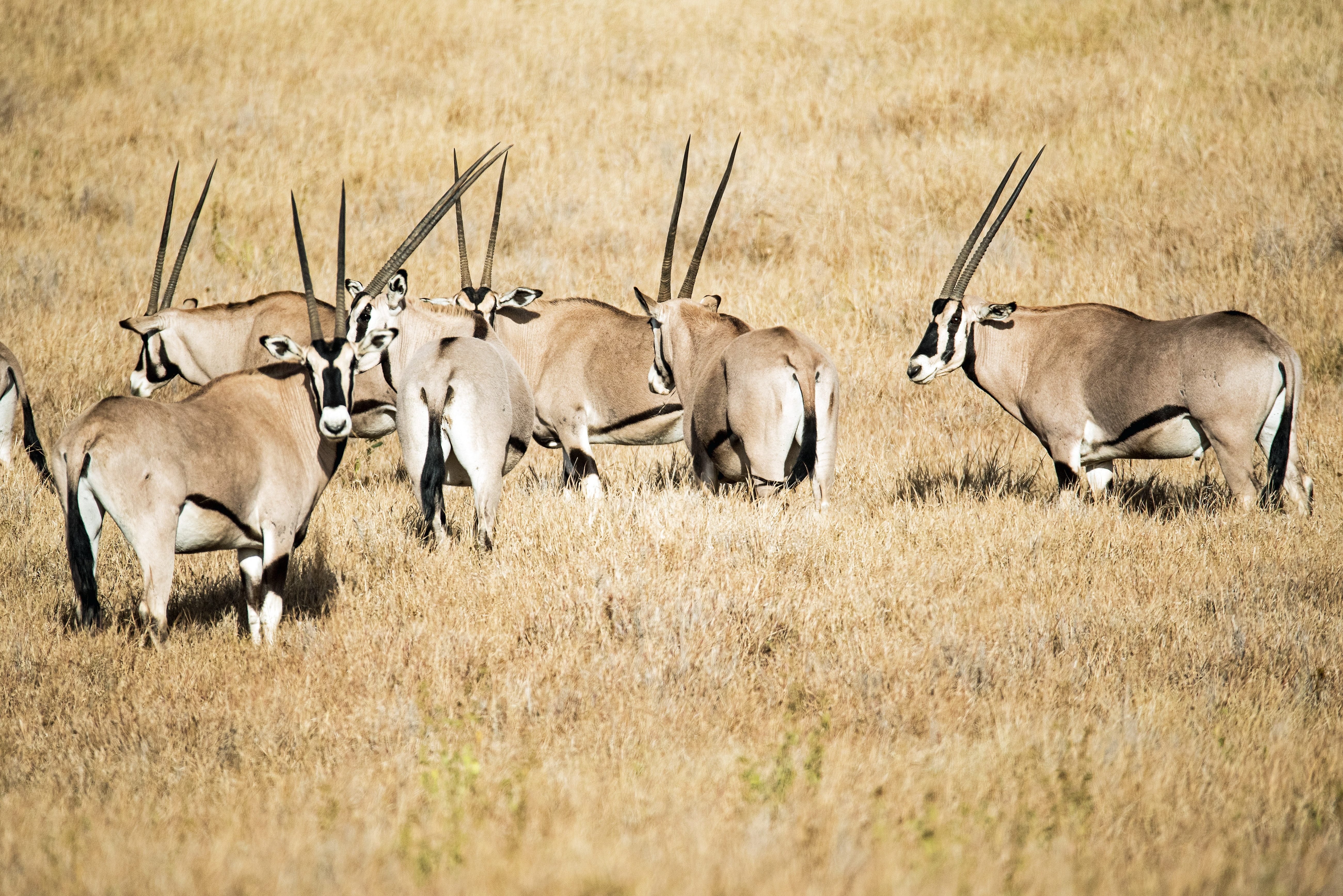 Beisa oryxen in het Samburu National Reserve in Kenia