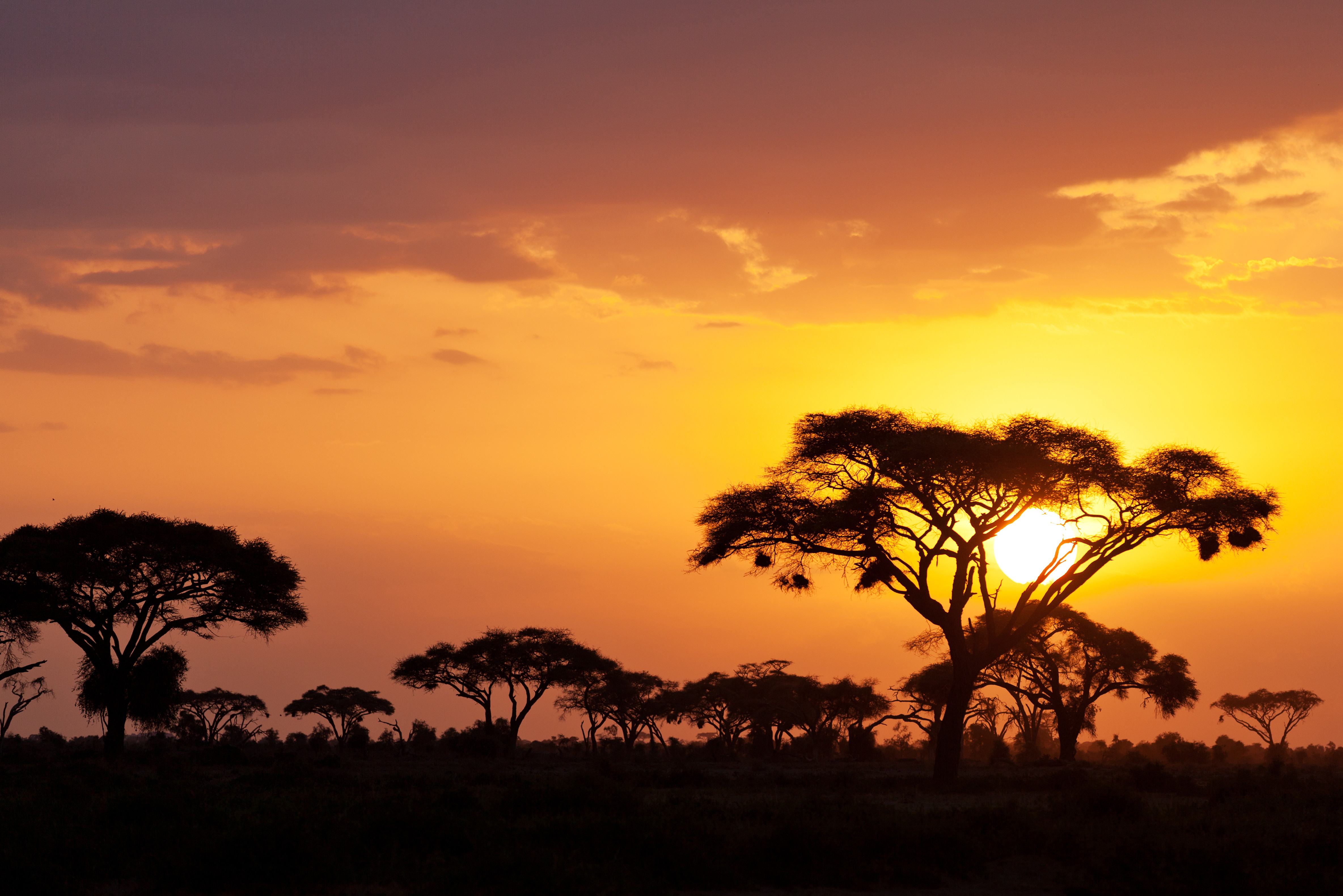 Zonsondergang achter acaciabomen in Masai Mara in Kenia