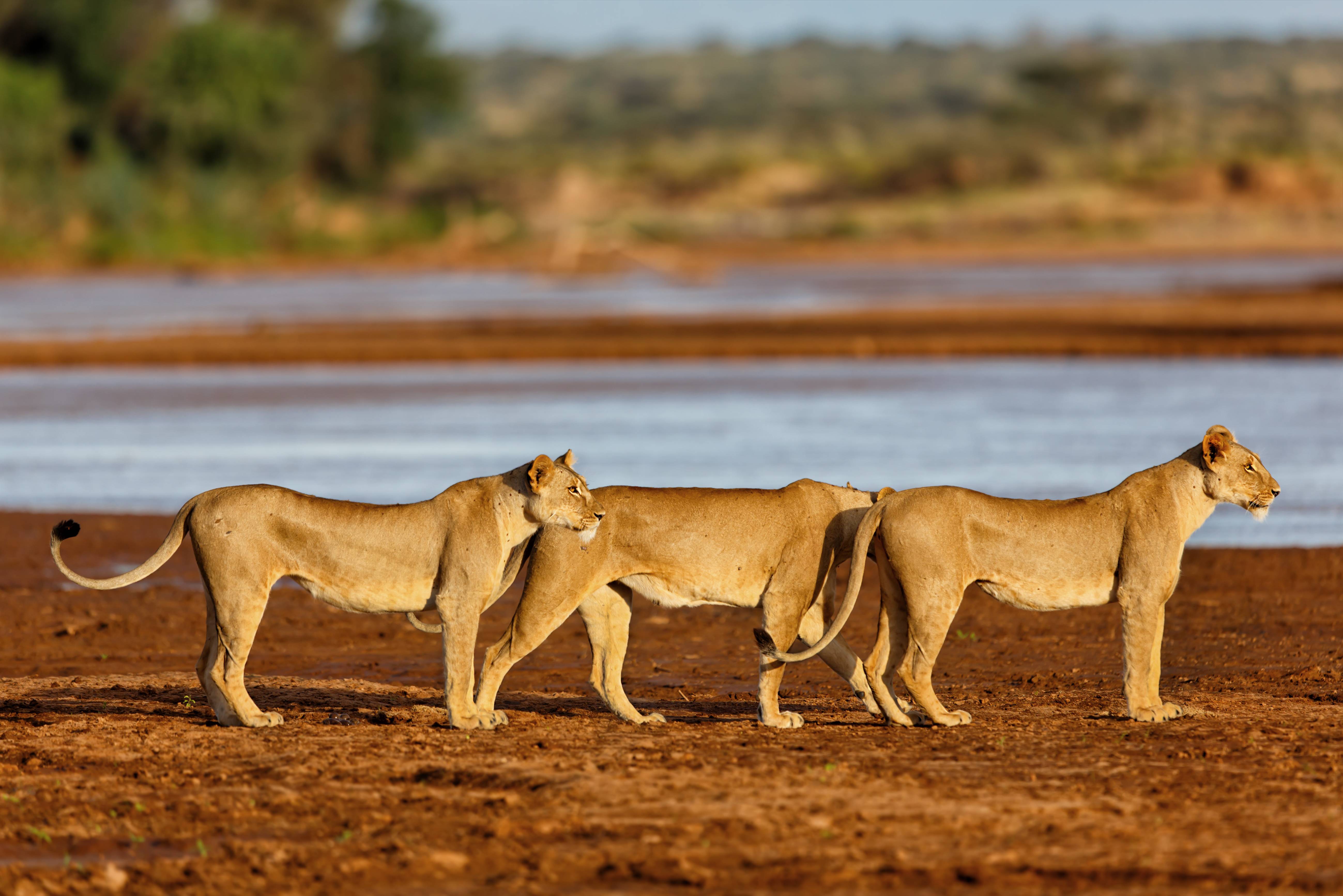 Leeuwinnen in het Samburu National Reserve in Kenia