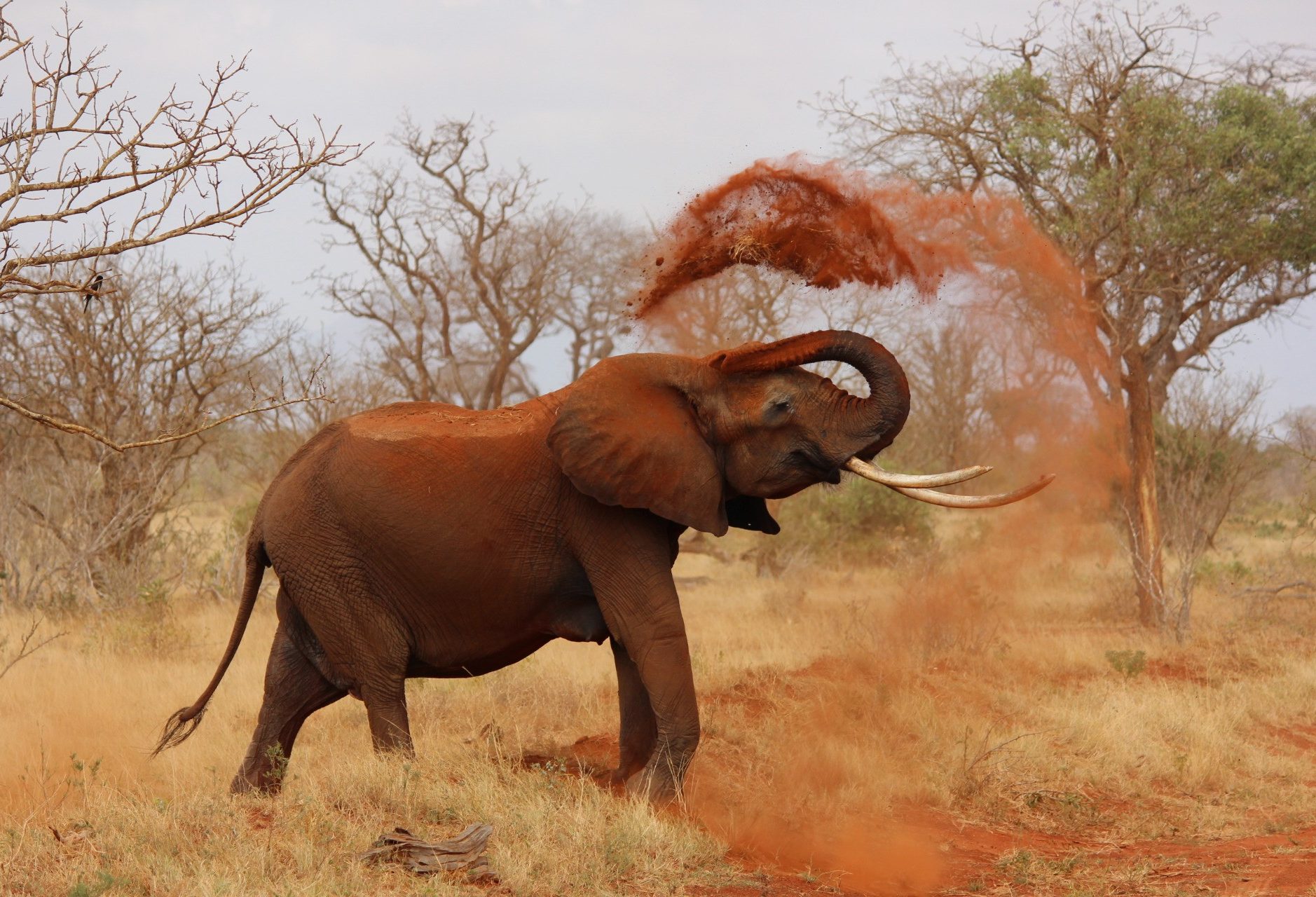 Olifant gooit rood zand in Kenia
