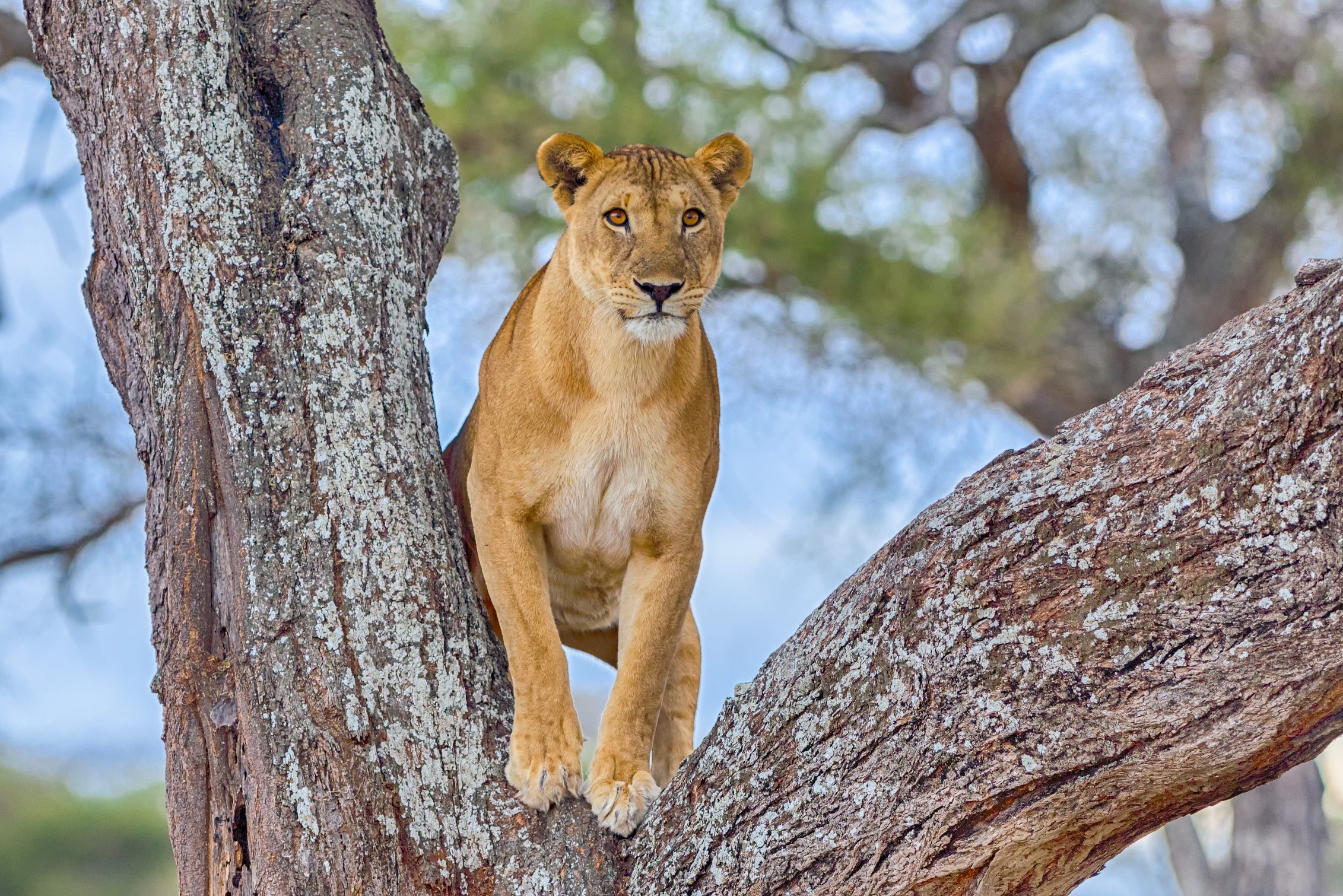 Leeuwin in boom in het Tarangire National Park in Tanzania