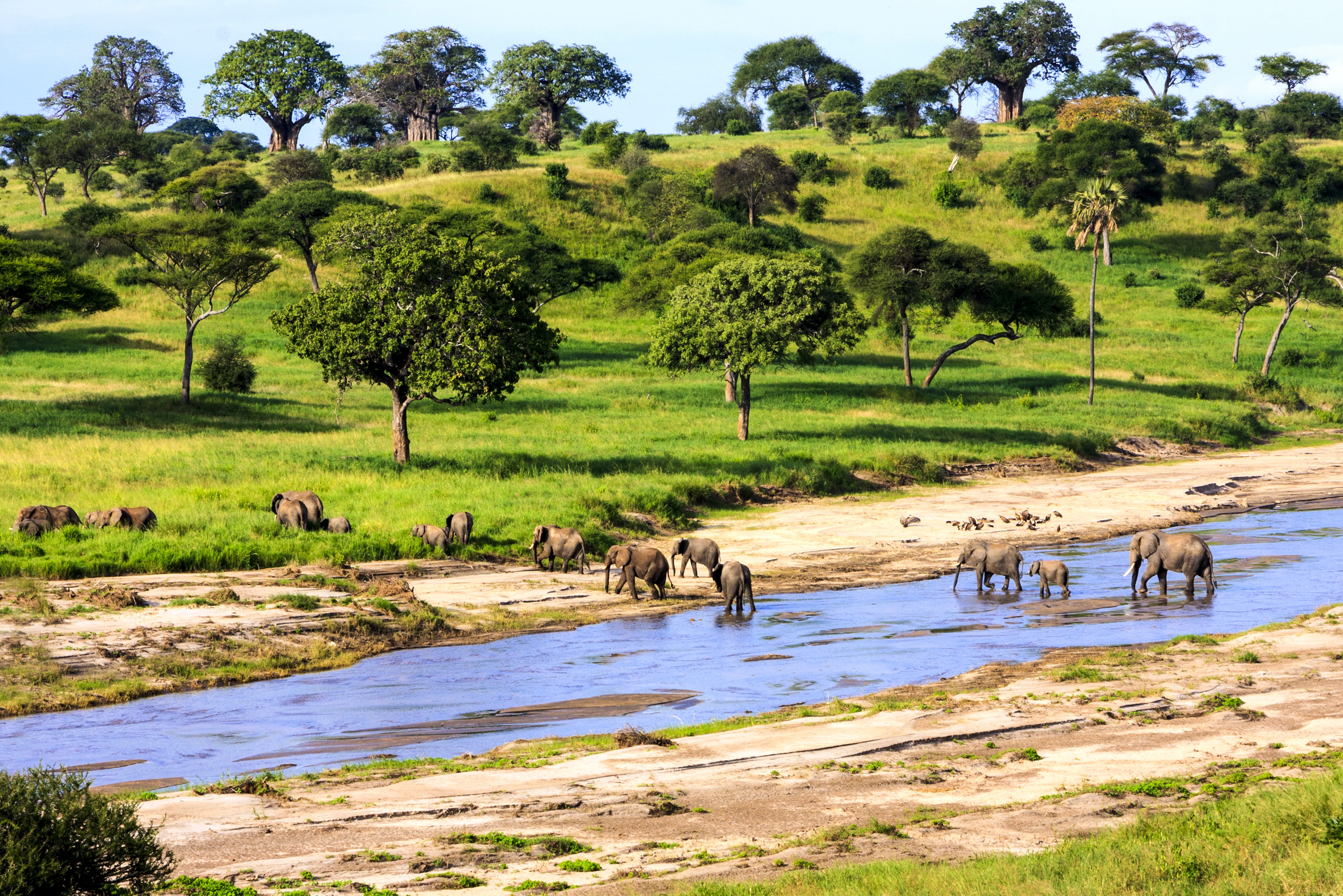 Olifanten steken de rivier over in de Serengeti in Tanzania