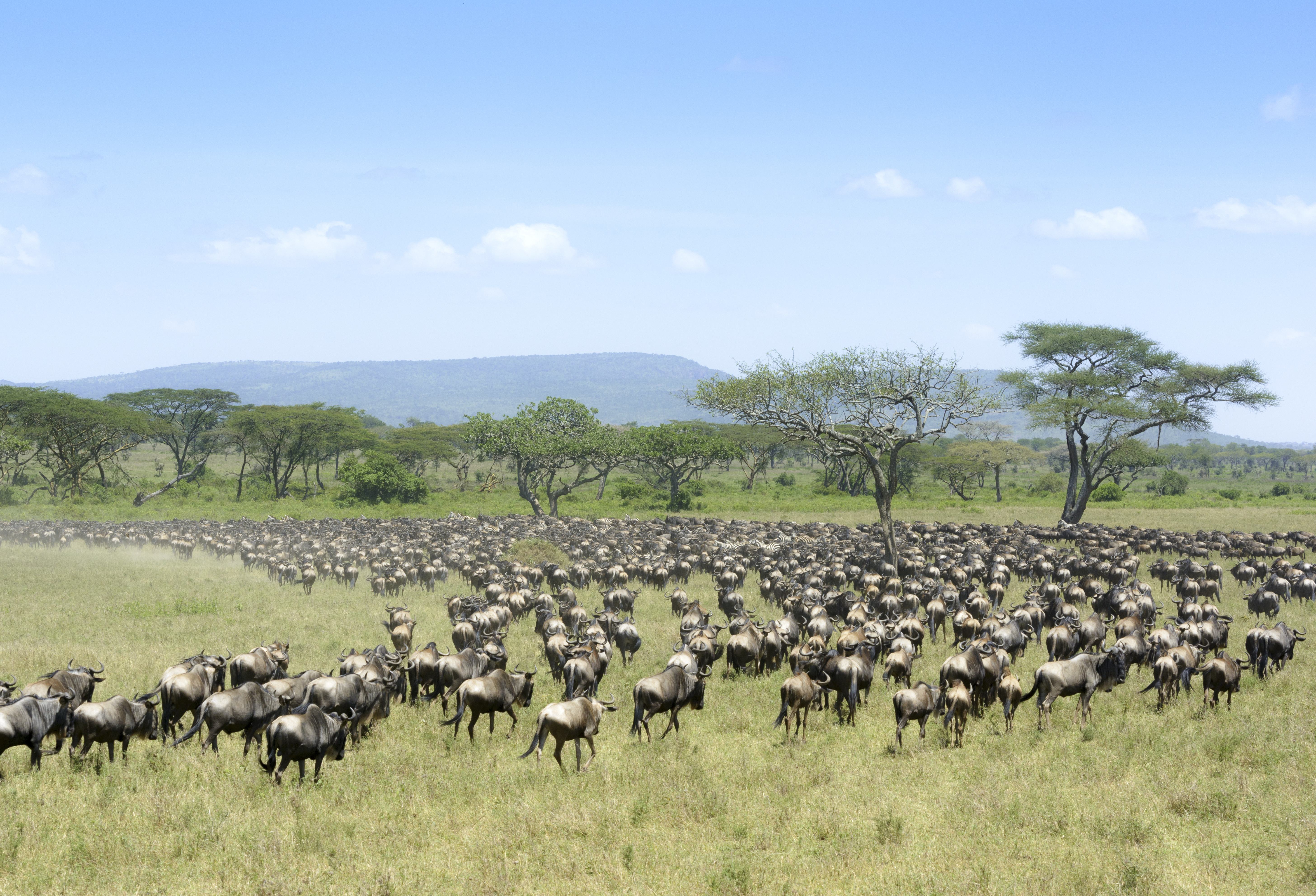De Grote Trek van wildebeesten in de Serengeti in Tanzania