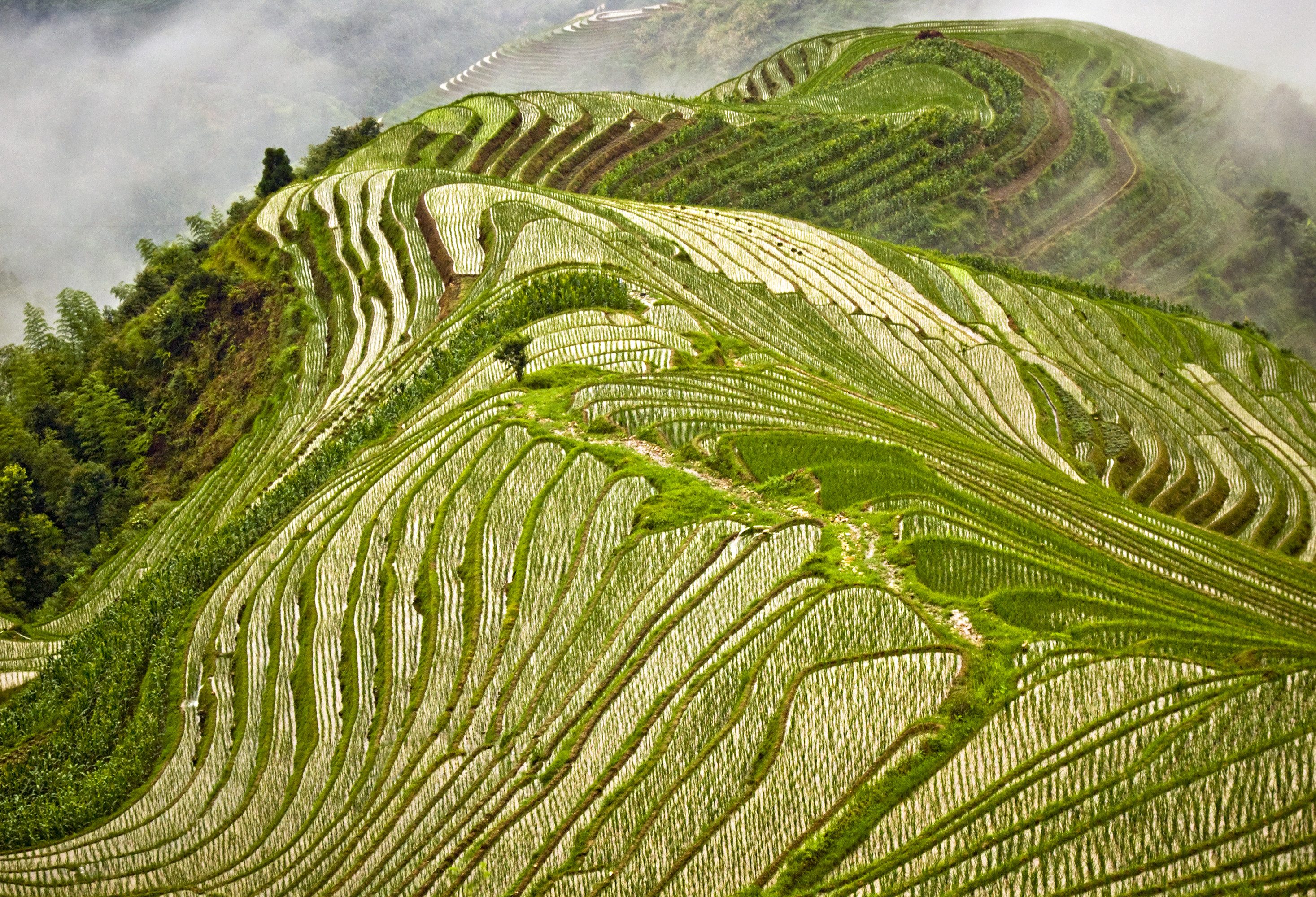 Drakensrug Rijstterrassen in Longsheng