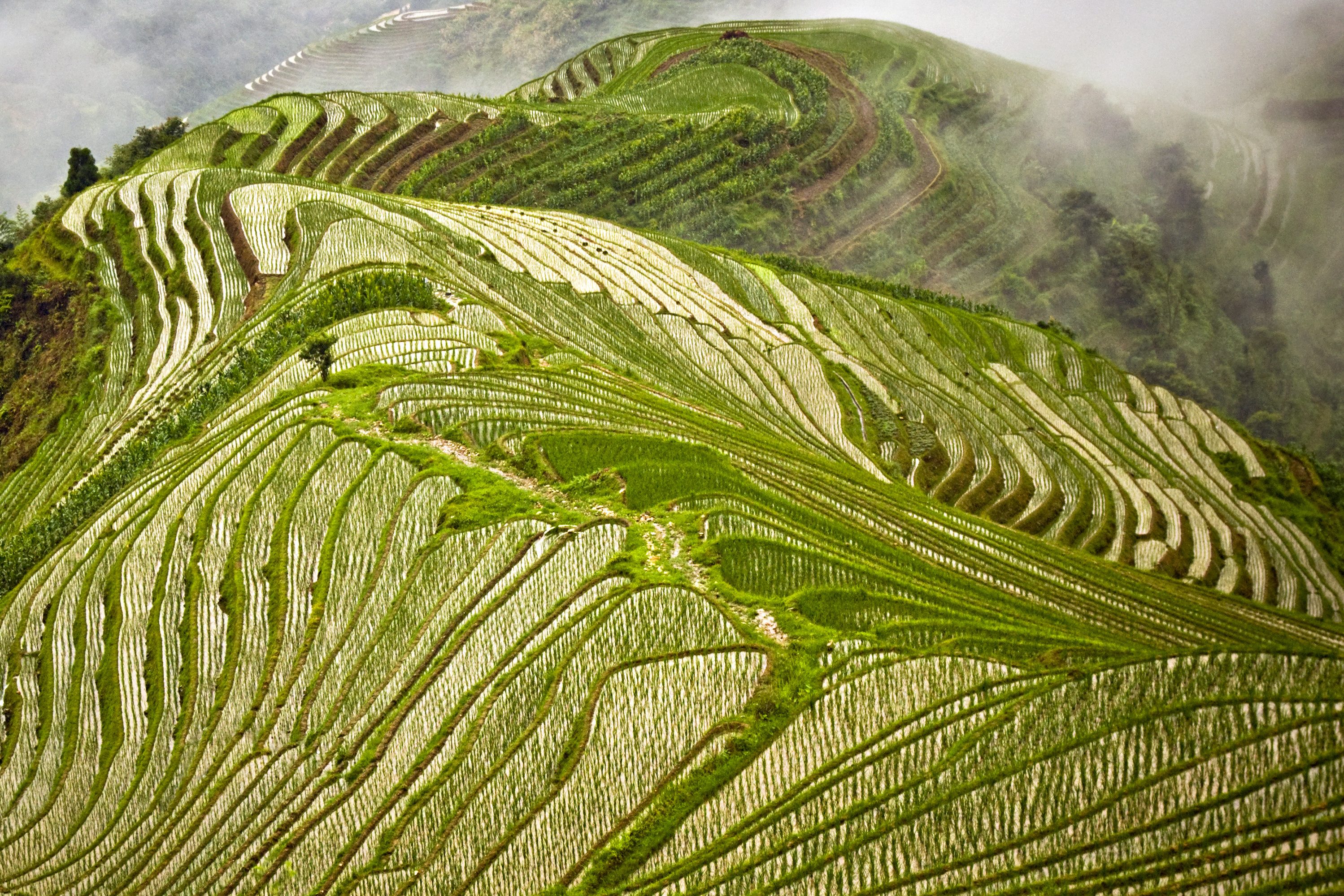 Rijstvelden in Longsheng bij Pingan