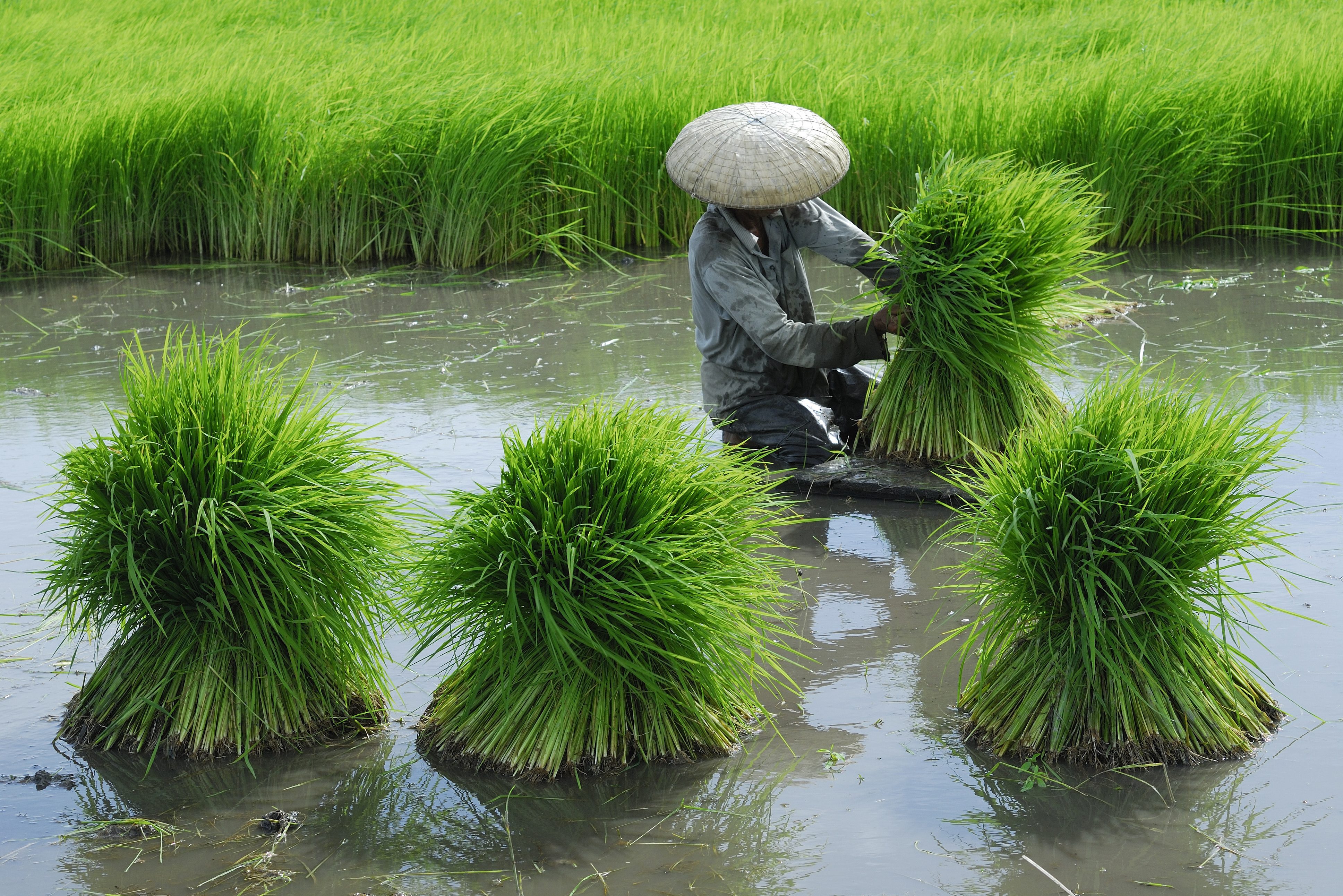 Boer in Rijstveld bij Yangshuo in China