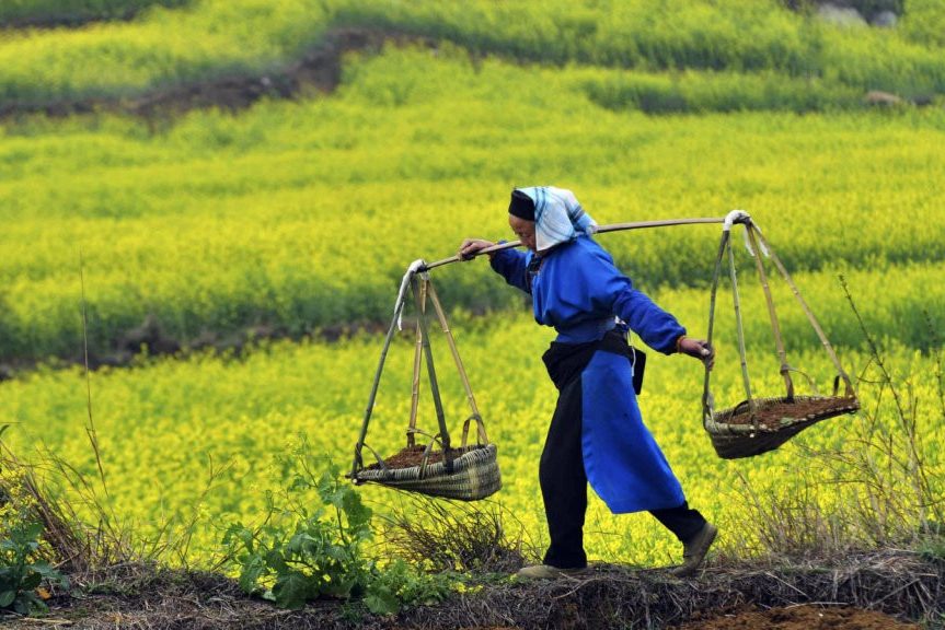 Boerin in de rijstvelden bij Yangshuo in China