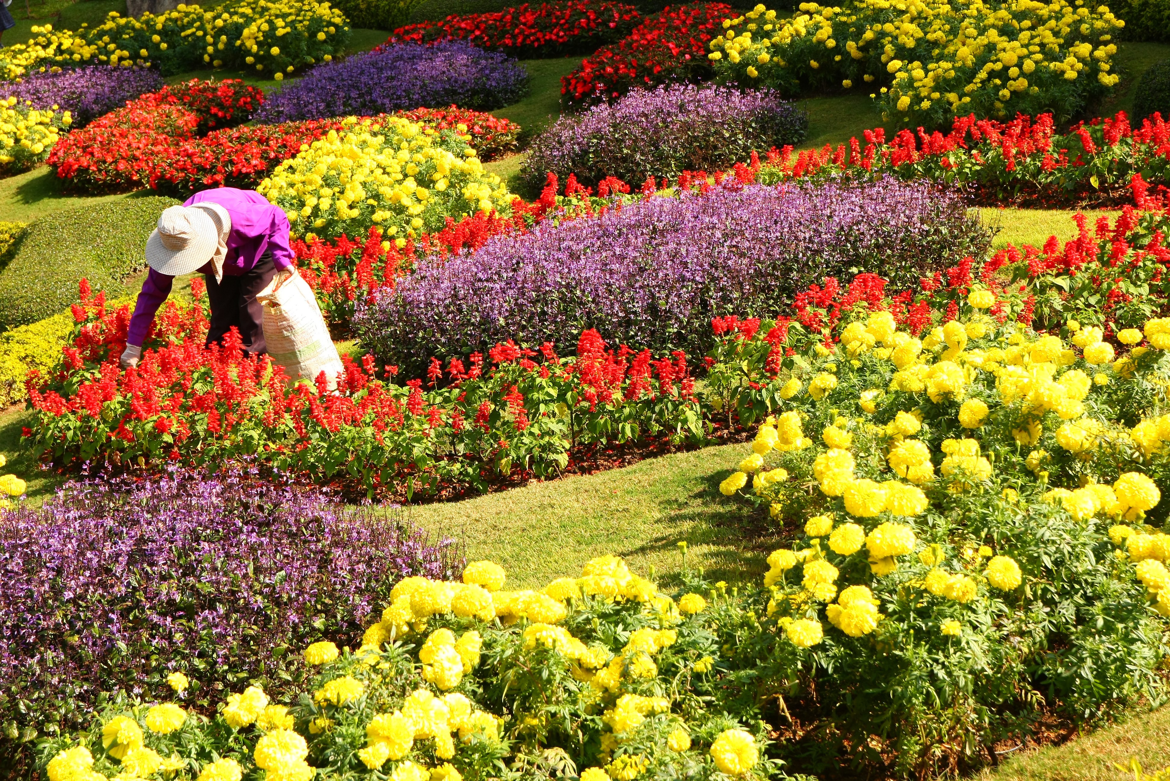 Bloementuin in Chiang Mai in Thailand