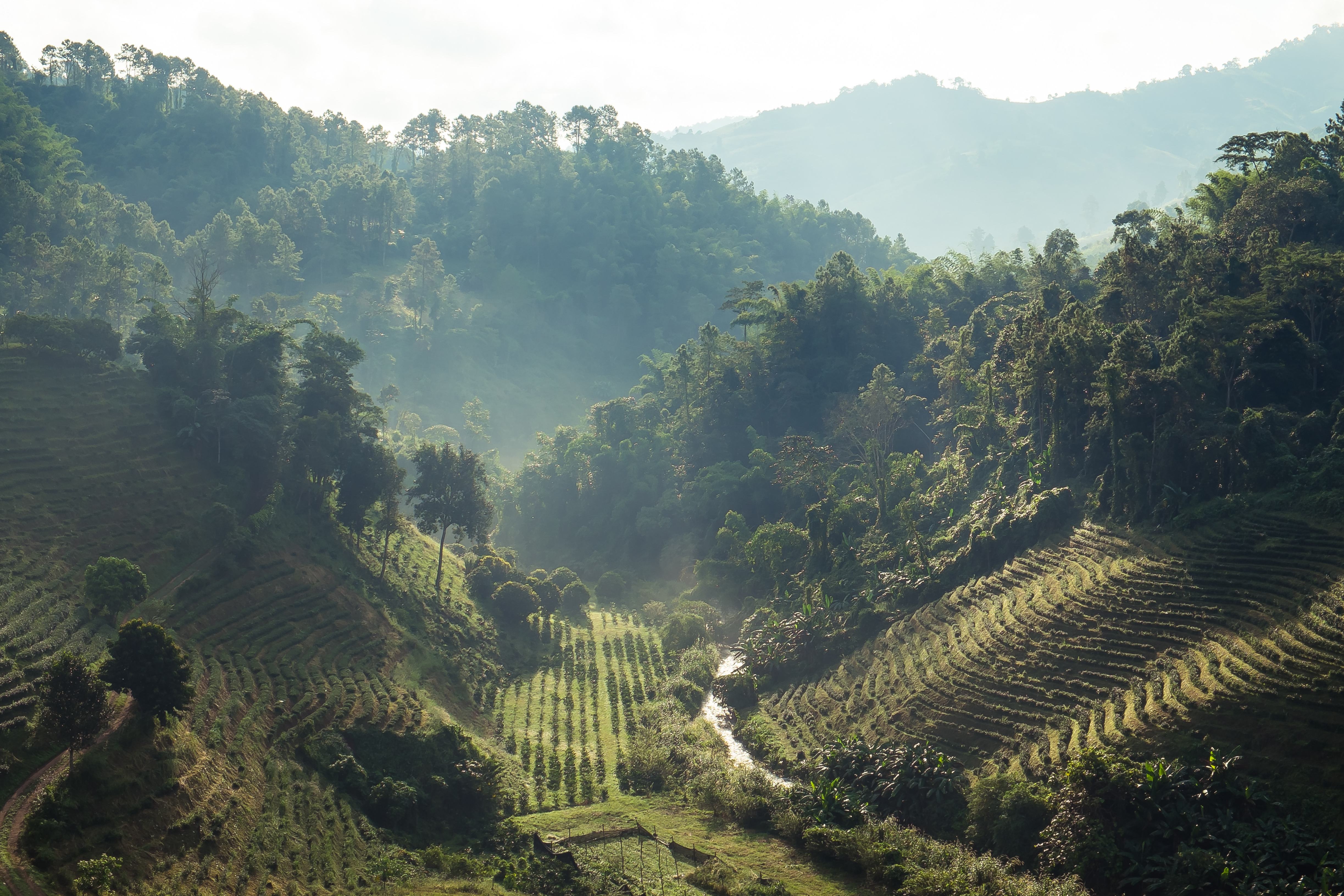 Doi Mae Salong theeplantage in de regio Chiang Rai in Thailand