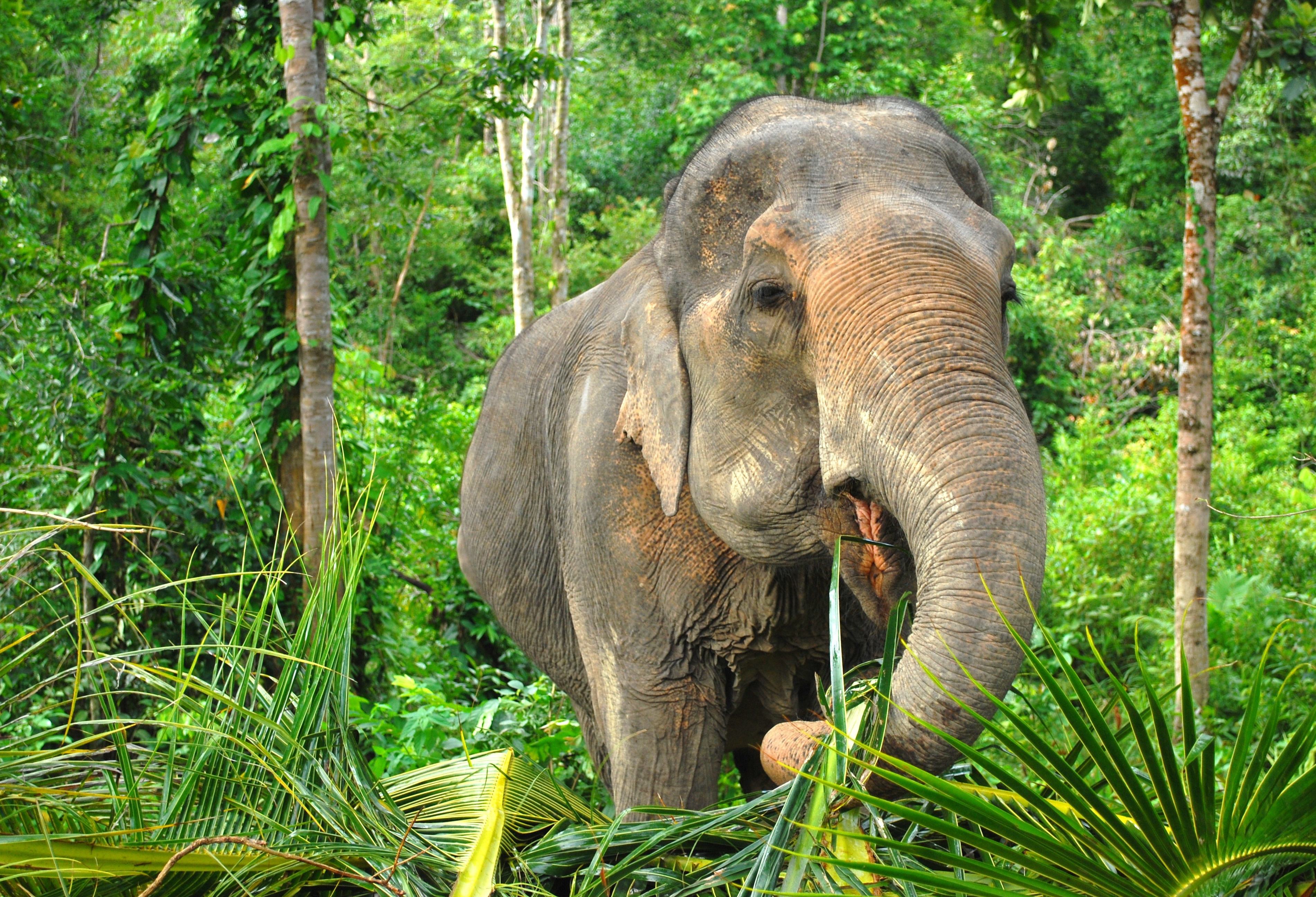 Olifant in de jungle in Thailand