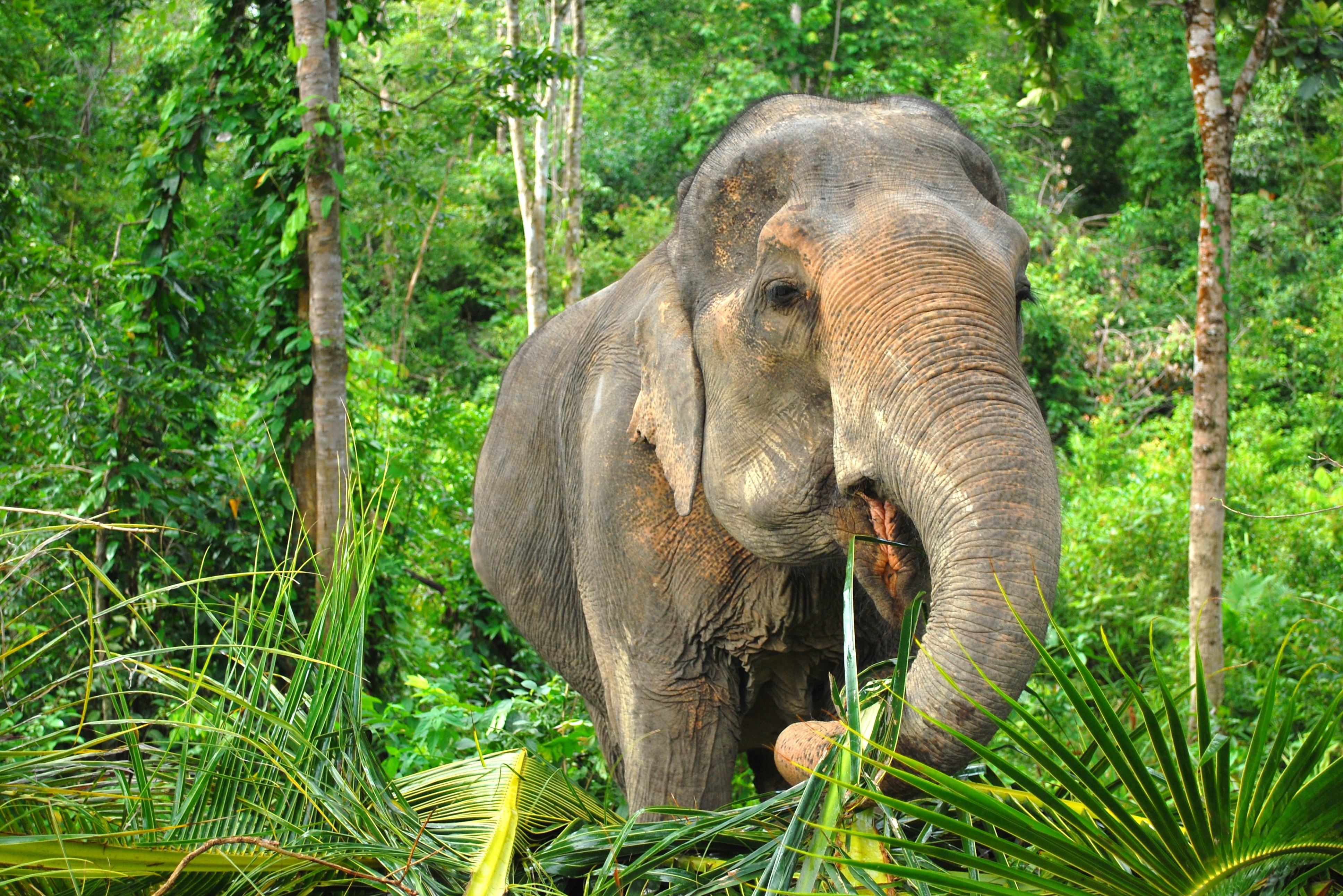 Olifant in de jungle in Thailand
