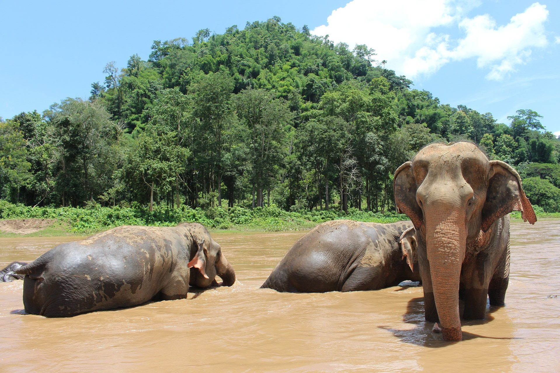 Olifanten zijn zich aan het wassen in de regio Chiang Mai in Thailand