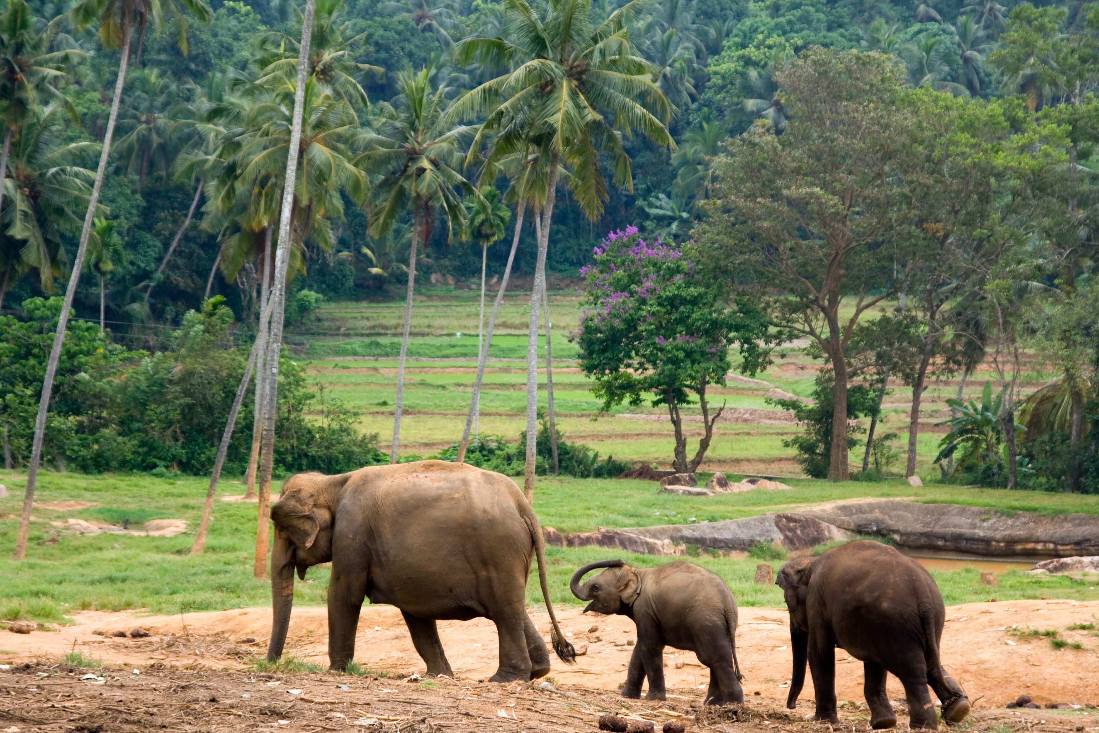 Olifanten in een opvang in Thailand