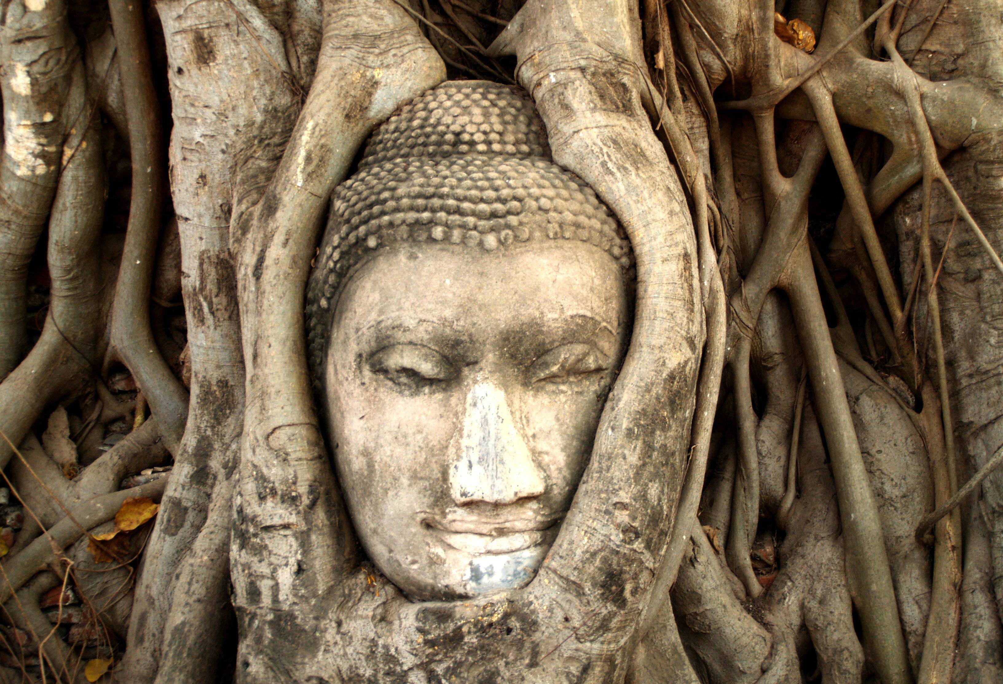 Wat Mahathat hoofd van boeddhabeeld in Ayutthaya, Thailand