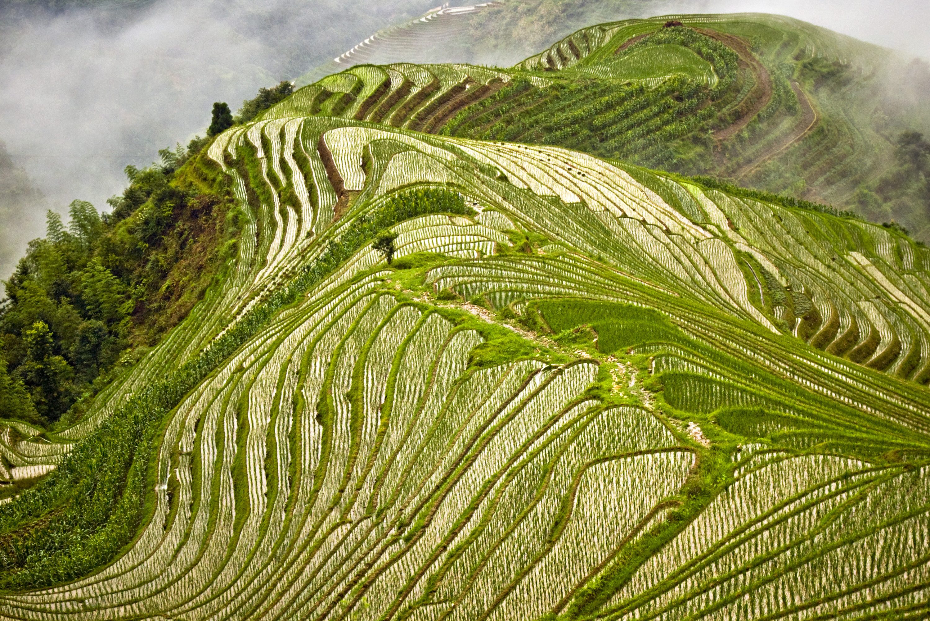Rijstvelden bij Pingan in Longsheng China