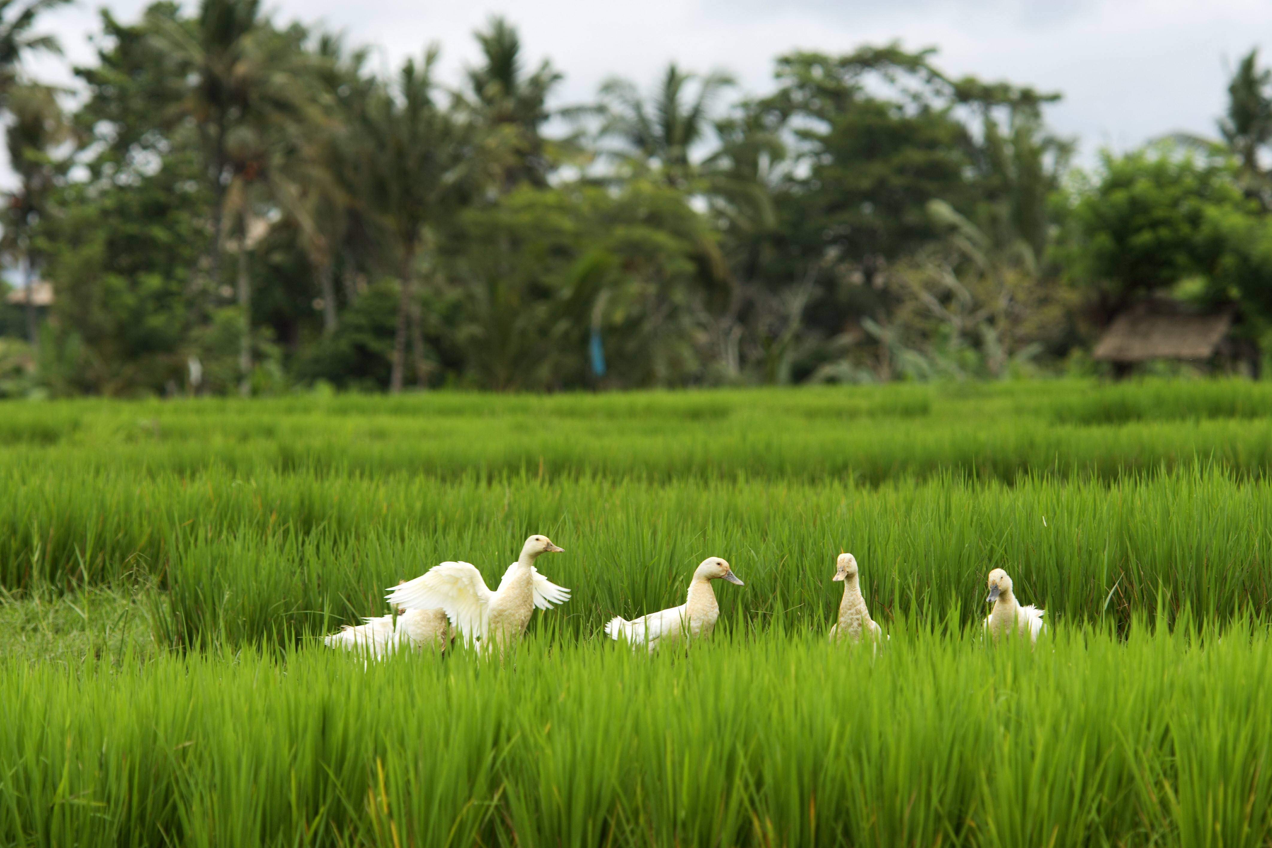 Wandelen door de rijstterrassen in Ubud op Bali