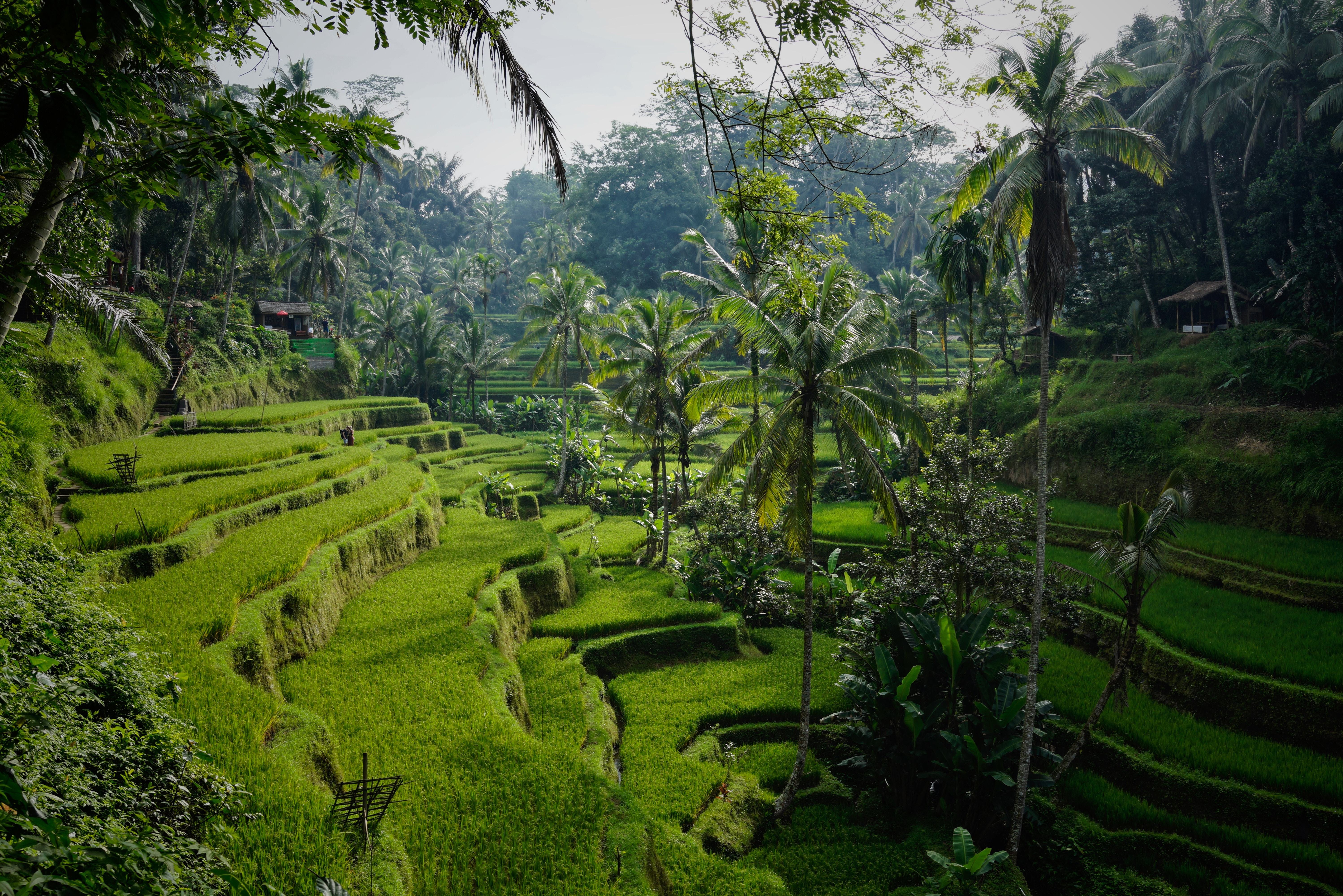 Wandelen door de rijstterrassen in Ubud op Bali