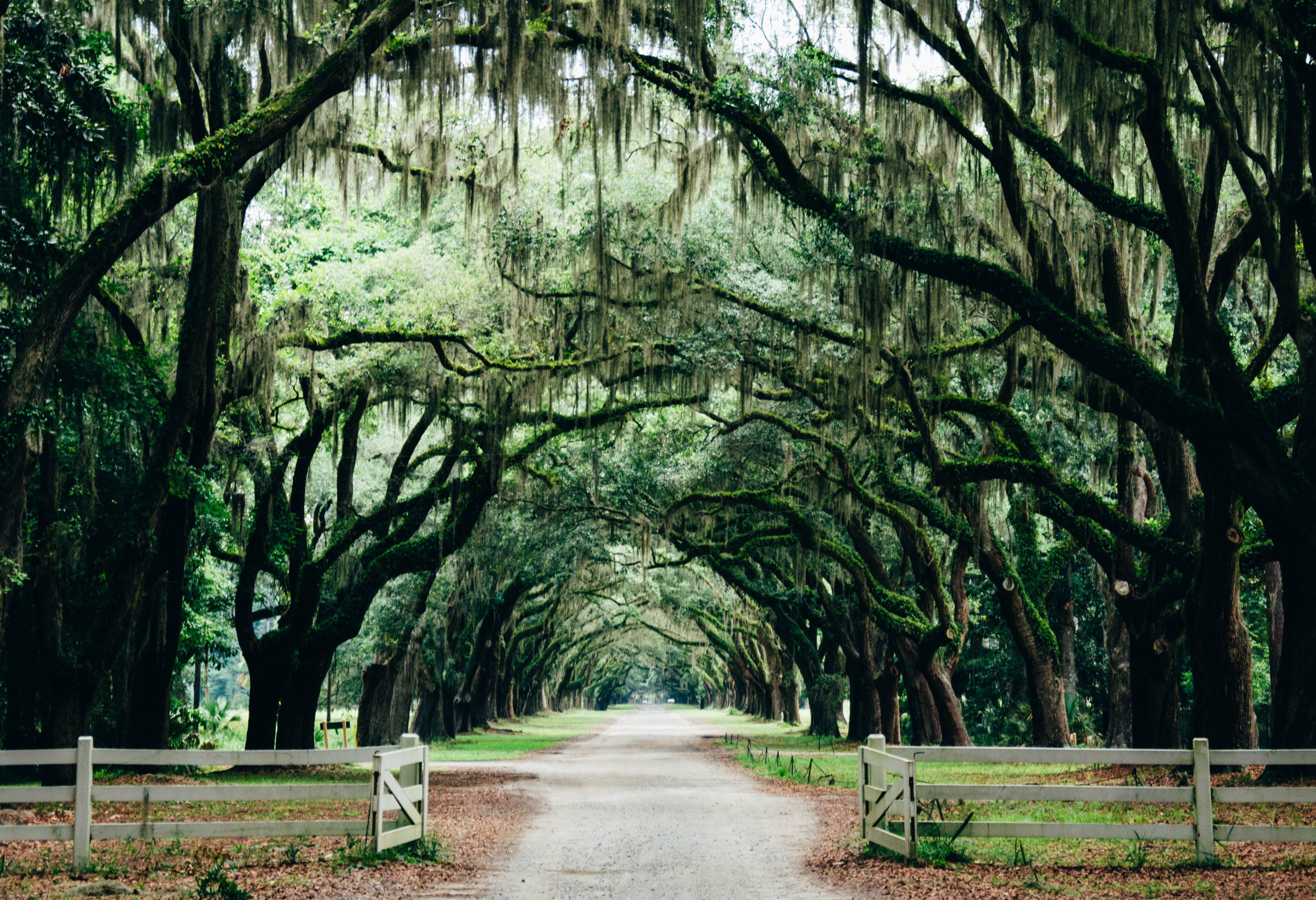 Laan in Savannah Georgia
