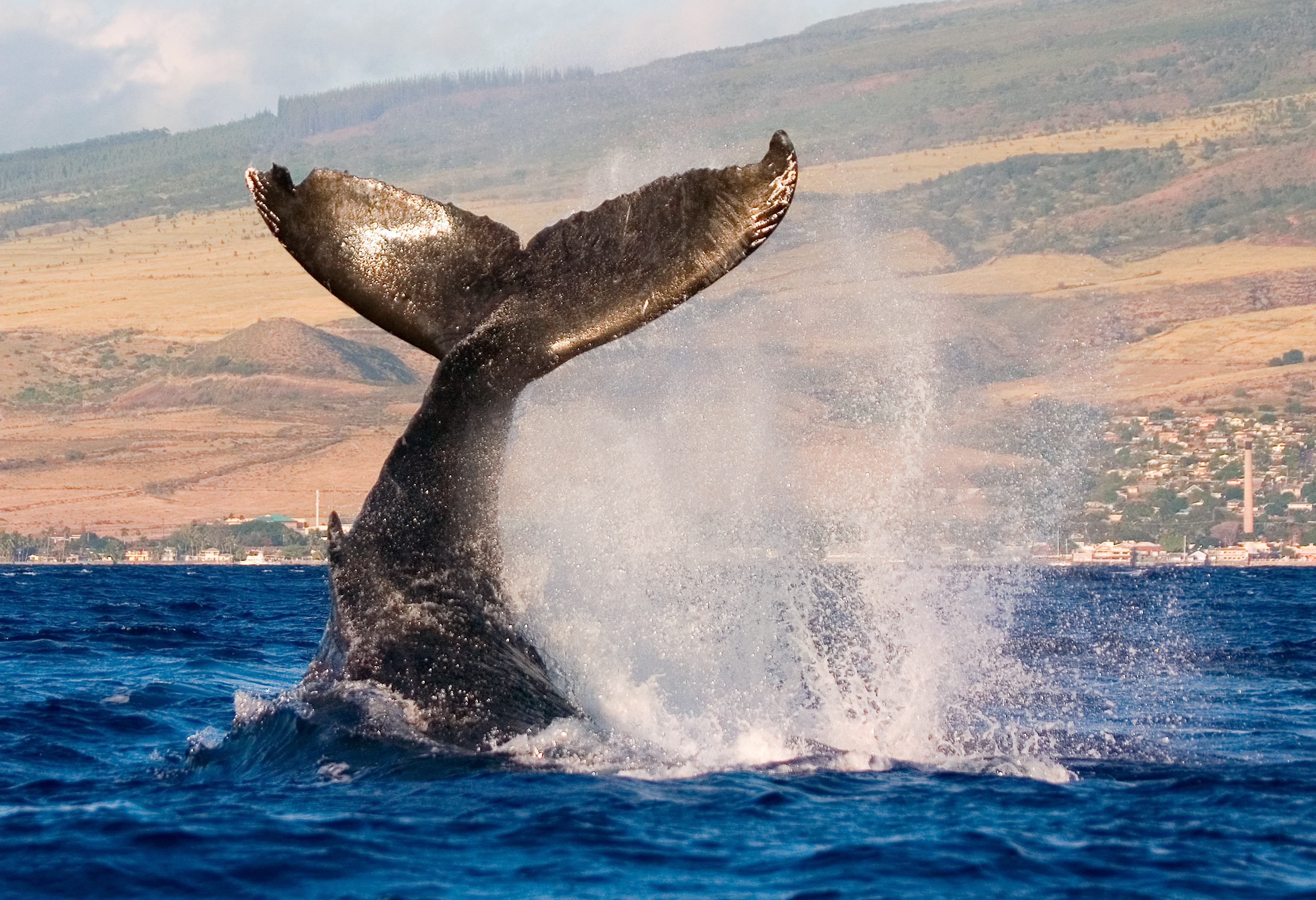 Walvis bij Monterey in Amerika