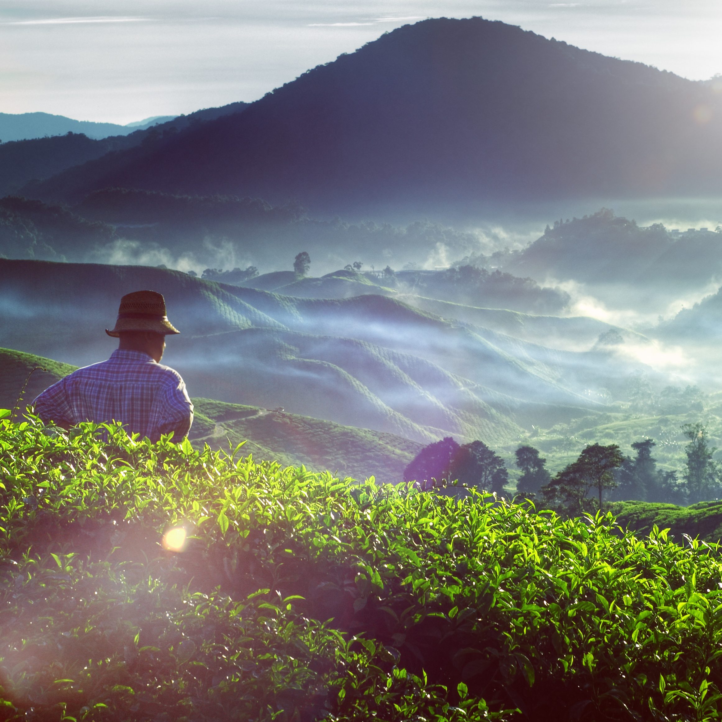 Cameron Highlands in Maleisië
