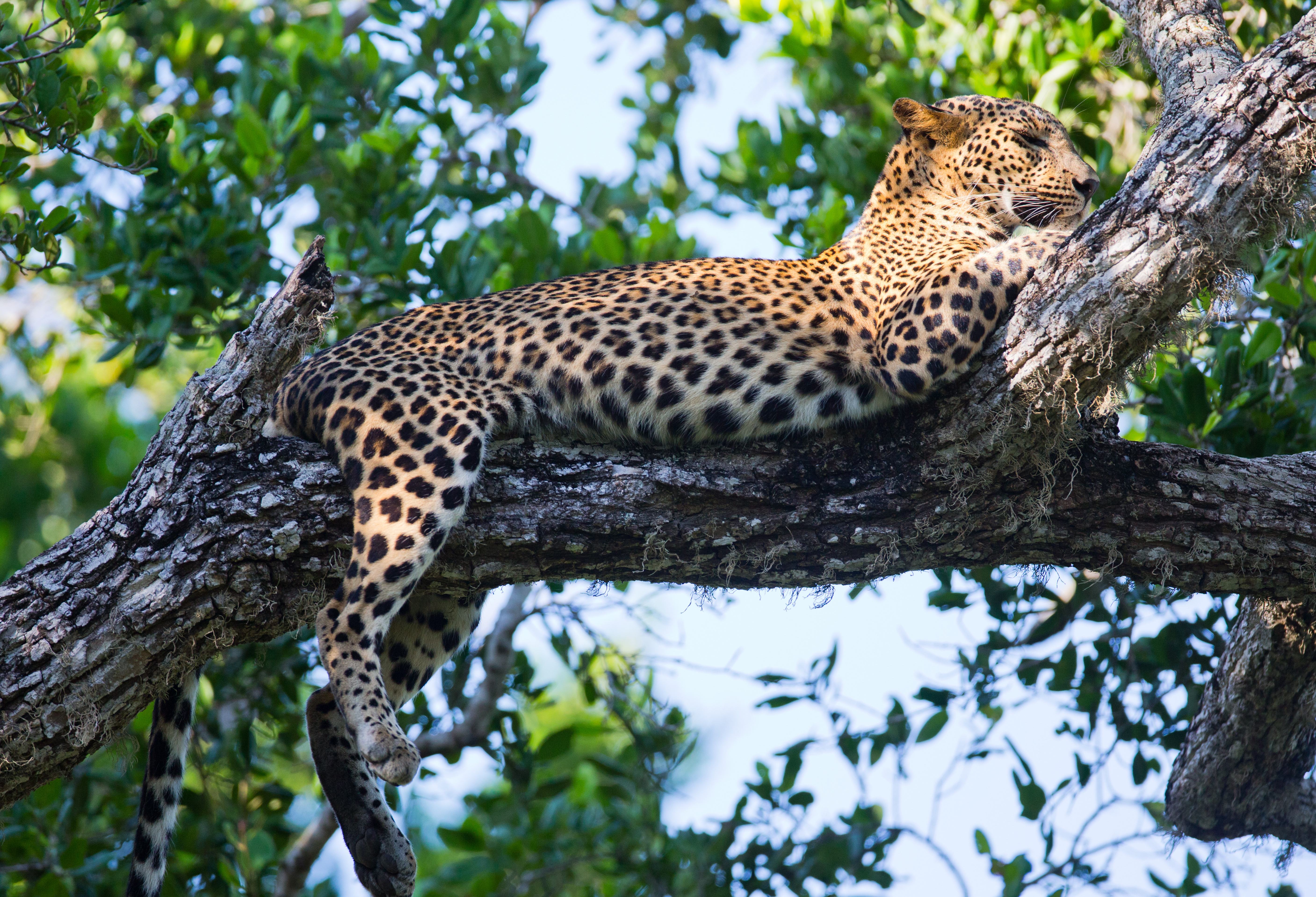 Luipaard in Yala in Sri Lanka
